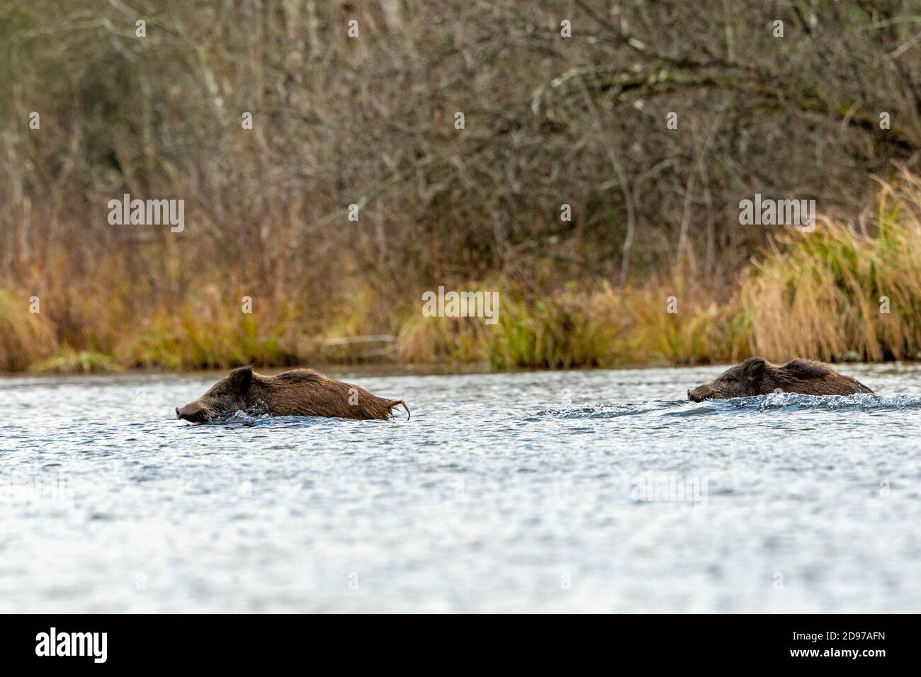 Wildschwein (Sus scrofa), Schwimmen über einen Arm des Wassers, Rhein, Wald, Elsass, Frankreich Stockfoto