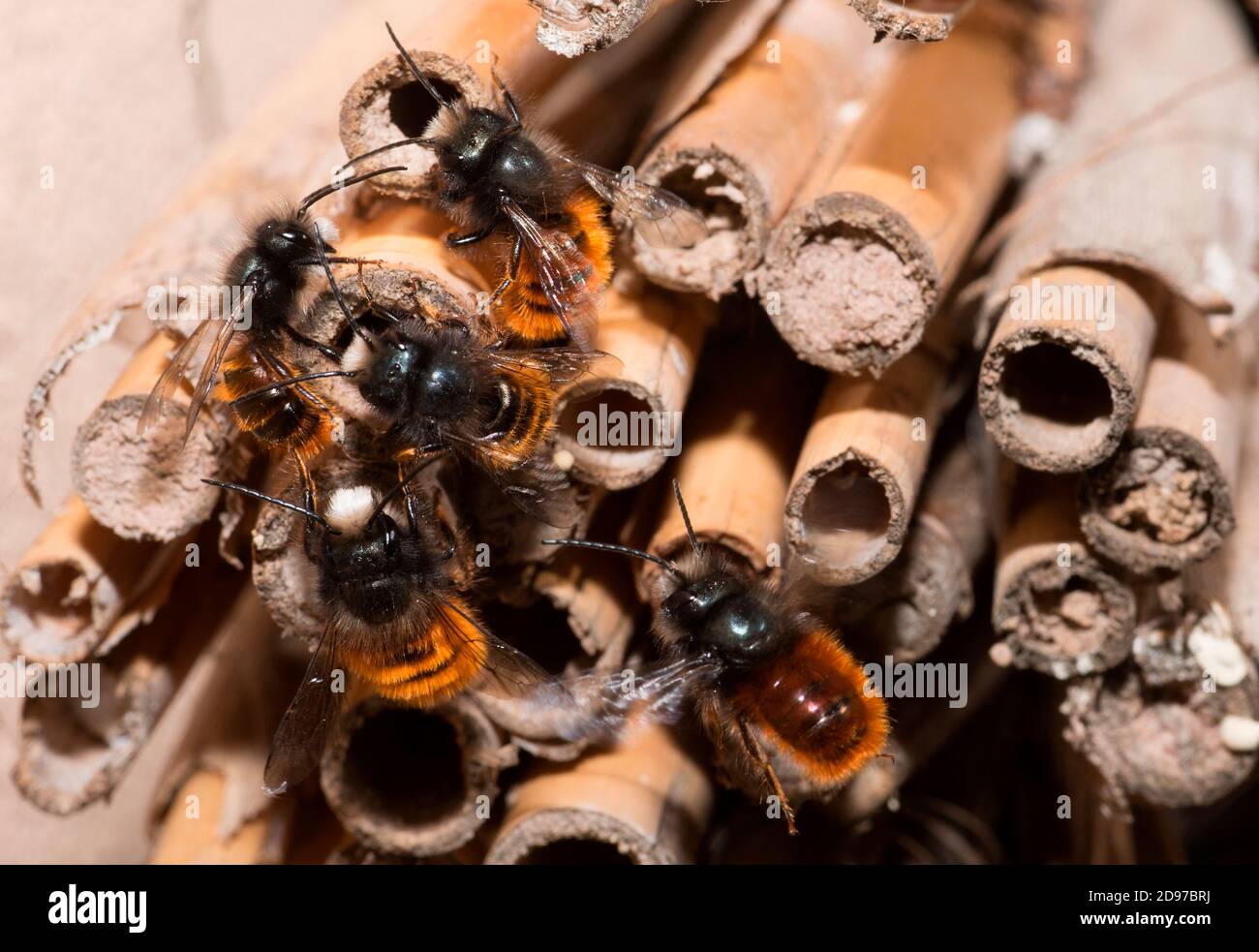 Hornbiene (Osmia cornuta) Männchen warten auf Weibchen, einsame Bienen, Regionaler Naturpark Vosges du Nord, Frankreich Stockfoto