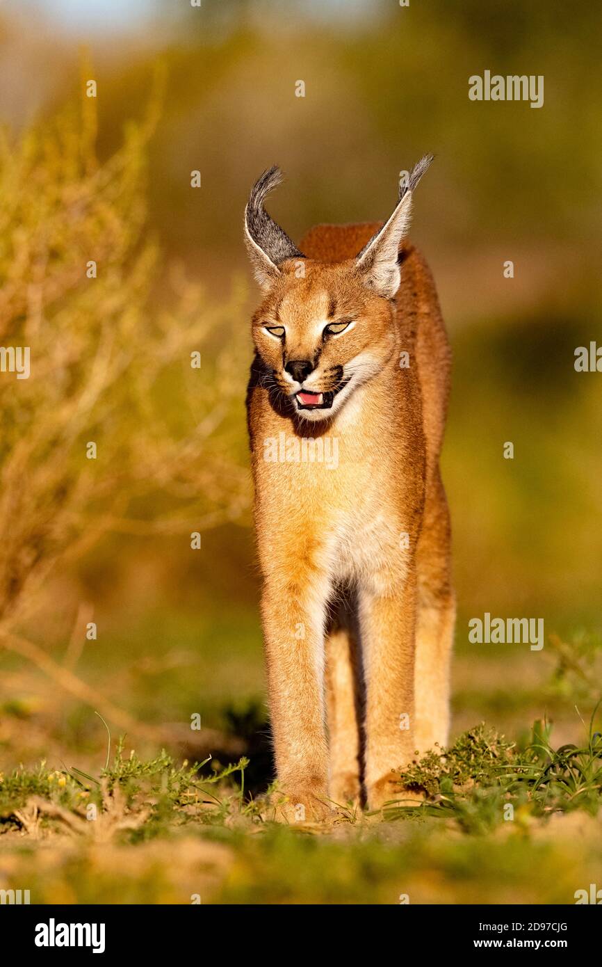 Caracal (Caracal Caracal), kommt in Afrika und Asien vor, Namibia