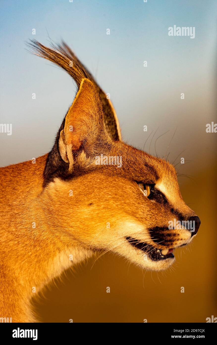 Caracal (Caracal Caracal), kommt in Afrika und Asien vor, Namibia