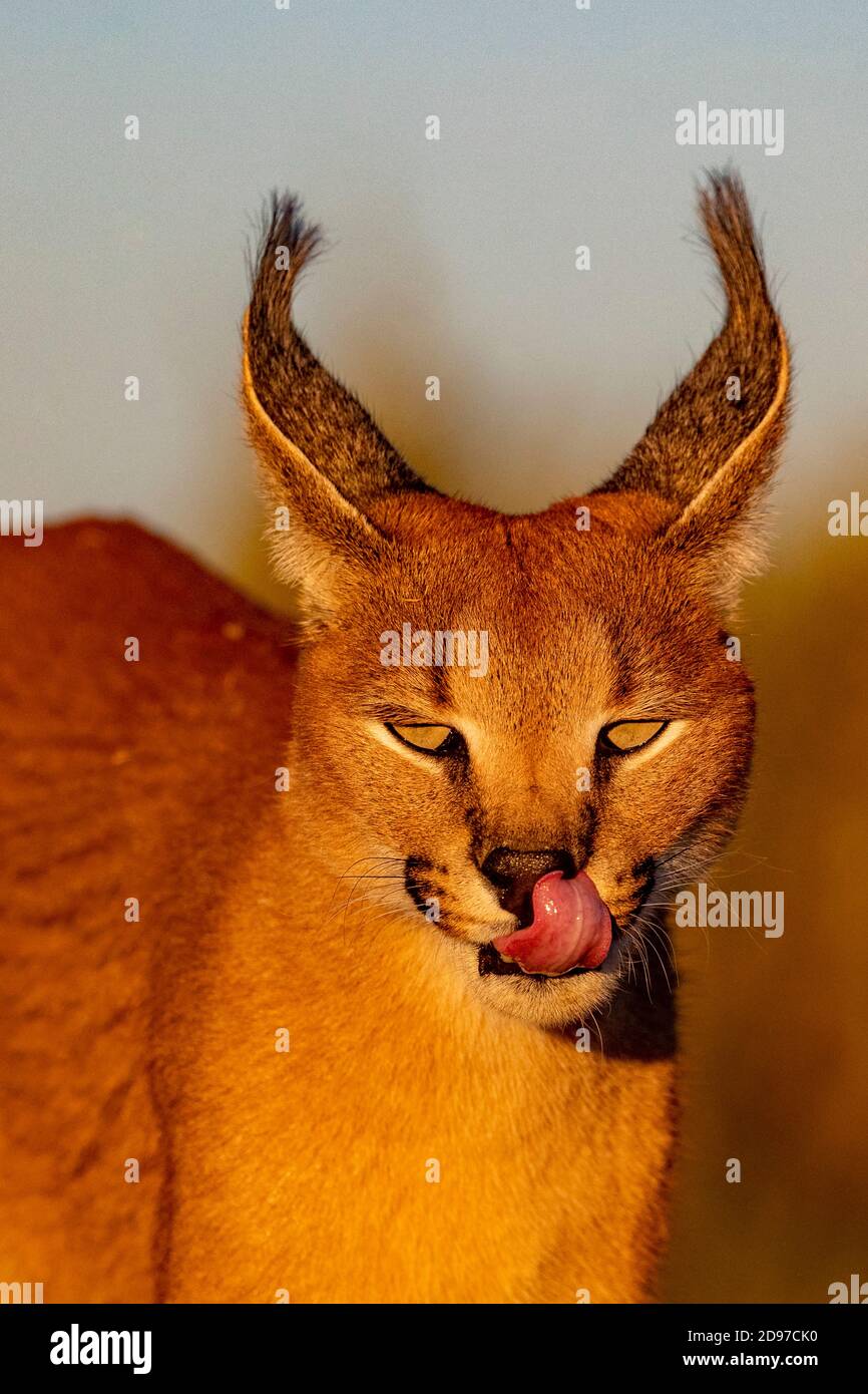 Caracal (Caracal Caracal), kommt in Afrika und Asien vor, Namibia