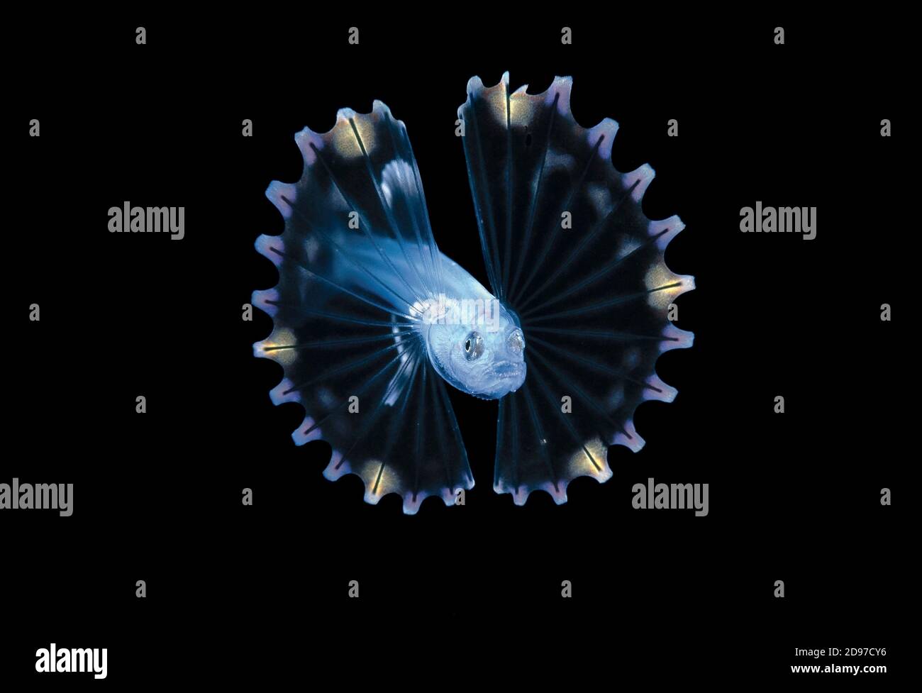 Tiefsee Stativfisch Bathypterois Sp Stockfotos und -bilder Kaufen - Alamy