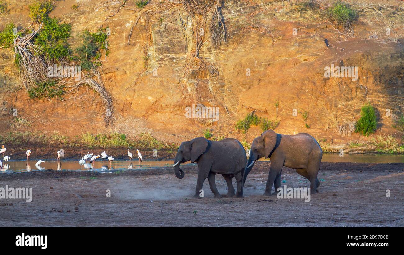 Zwei afrikanische Buschelefanten, die am Flussufer mit Wasservögeln im Kruger Nationalpark, Südafrika laufen; specie Loxodonta africana Familie von Elephantid Stockfoto