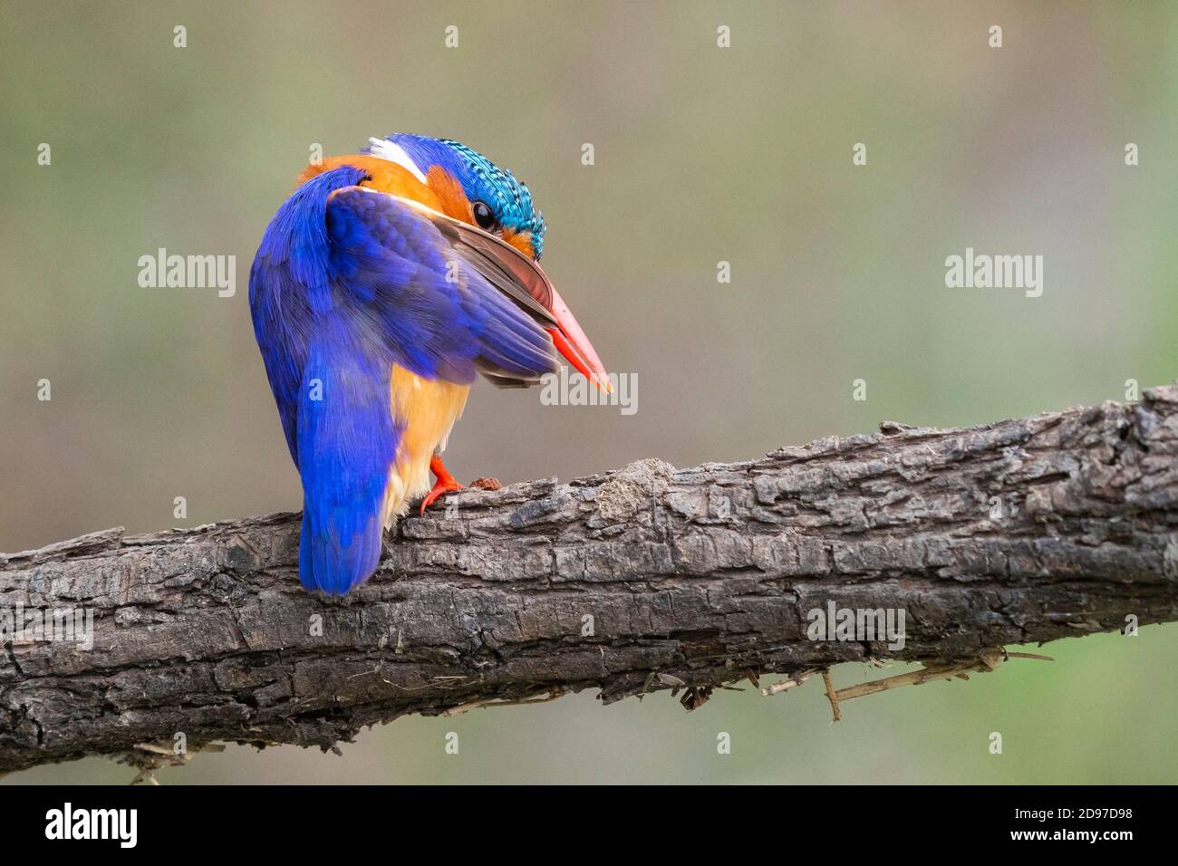 Malachit-Eisvogel (Corythornis cristatus), adulter Präening auf einem Zweig, Mpumalanga, Südafrika Stockfoto