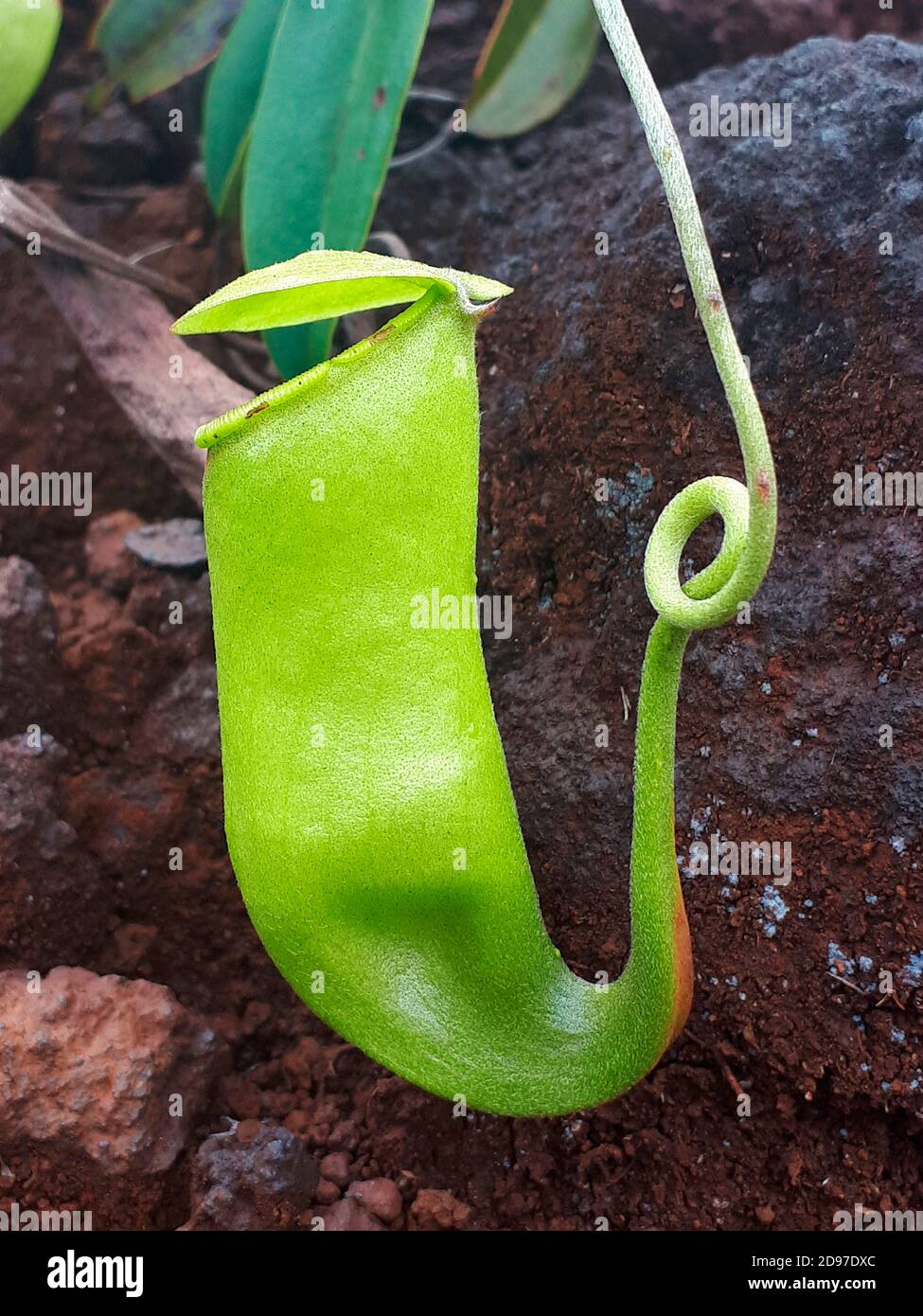 Nepenthes Kannenpflanze Nepenthes Vieillardii Stockfotos und bilder Kaufen Alamy
