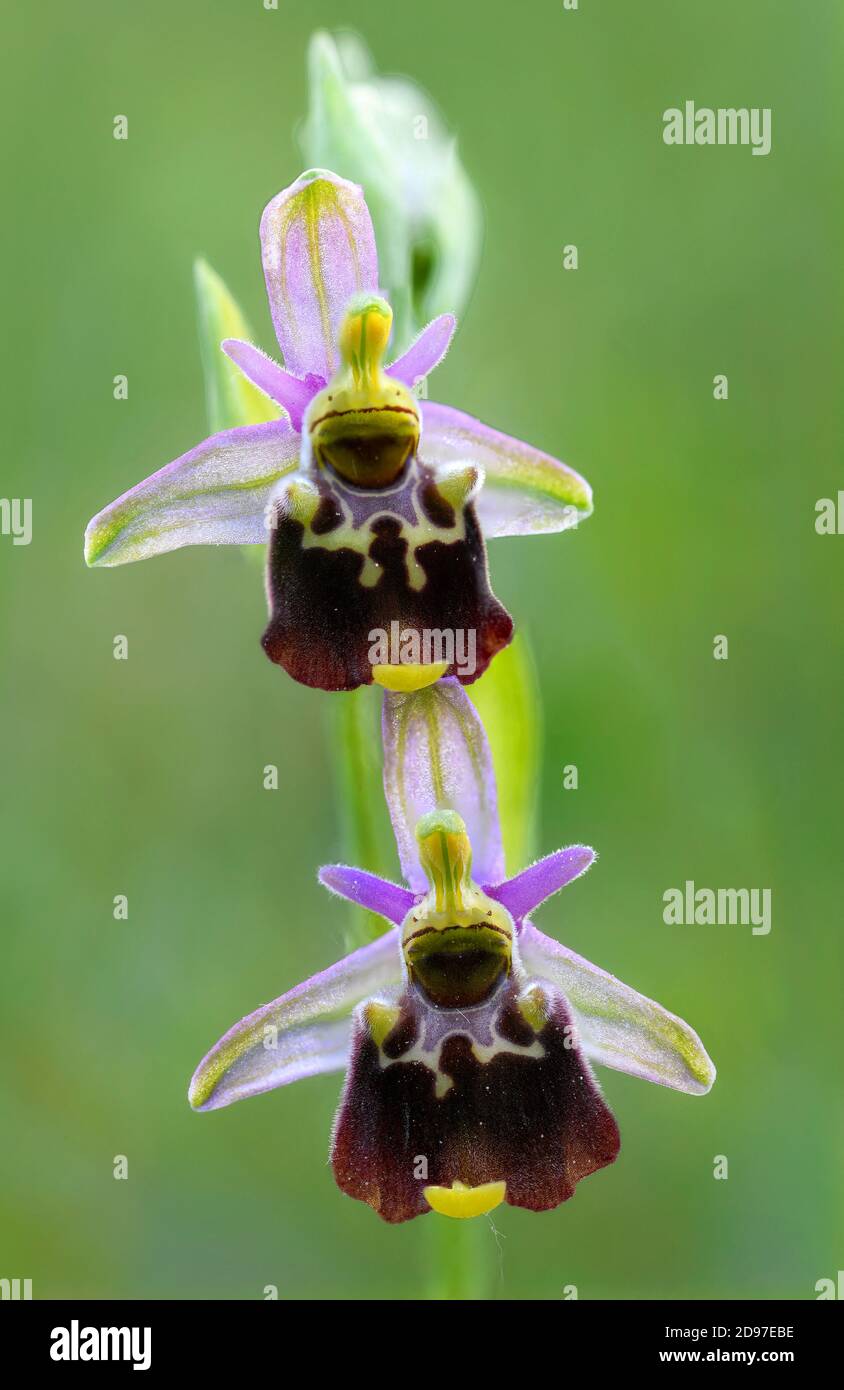 Spätenorchidee (Ophrys fuciflora) Gemeine Orchidee auf sonnigen Weiden, Frankreich Stockfoto