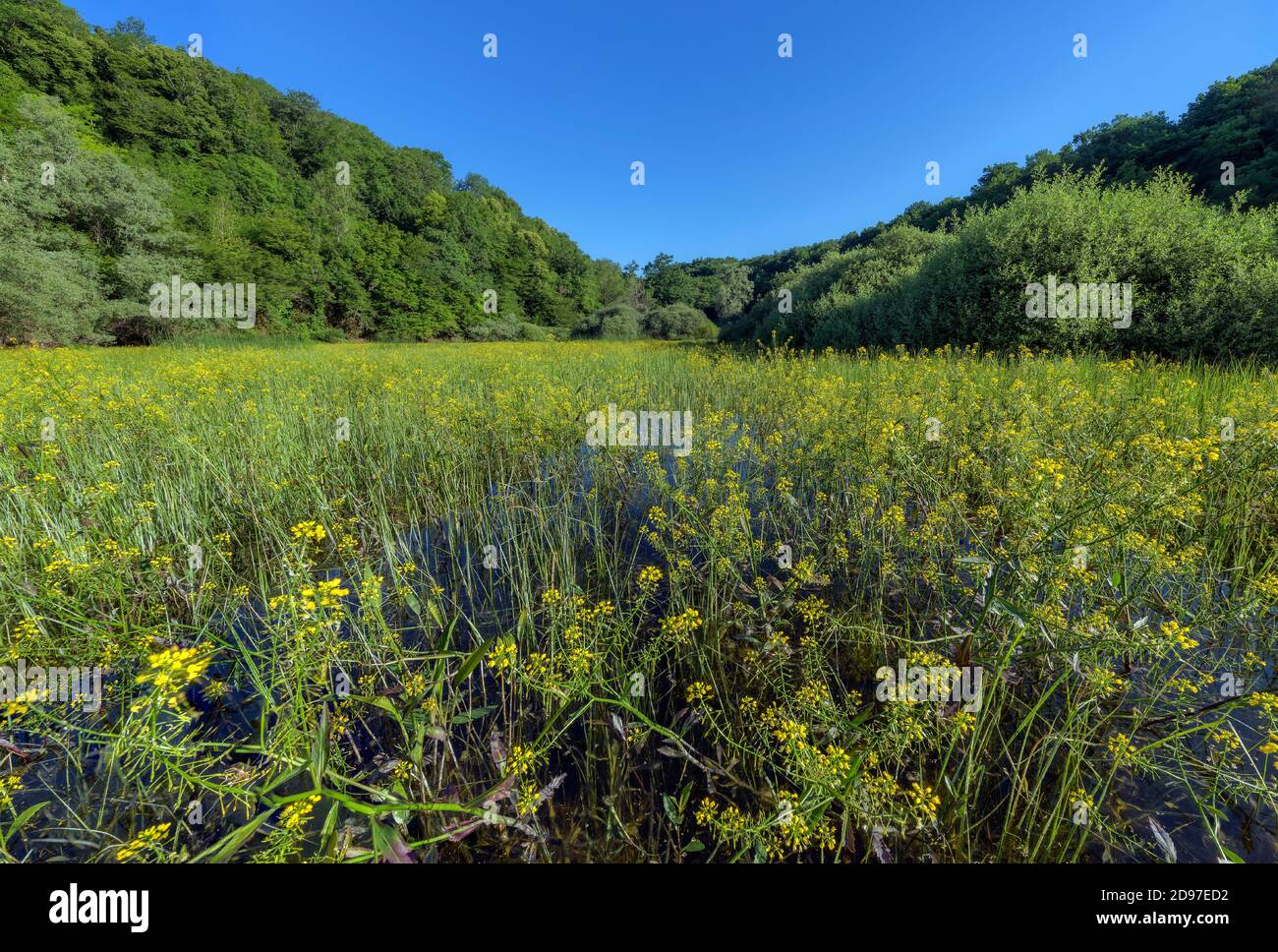 Teich bedeckt mit großer Gelbkresse (Rorippa Amphibia in Blüte), Etang de Bret, Bugey, Ain, Frankreich Stockfoto