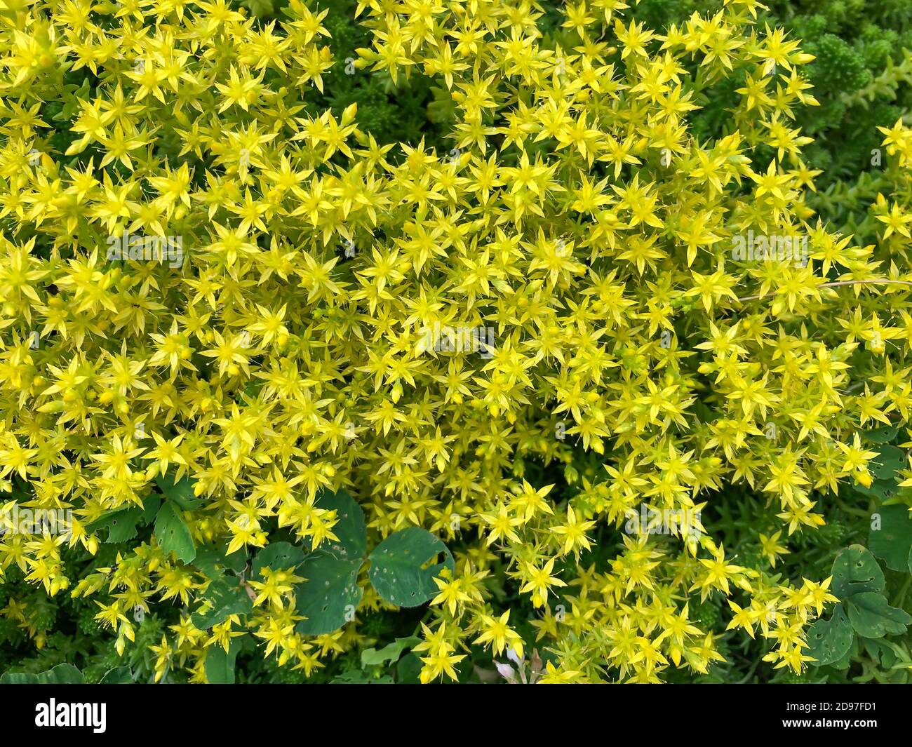 Schone Sukkulente Gelbe Bluten Ebenbild