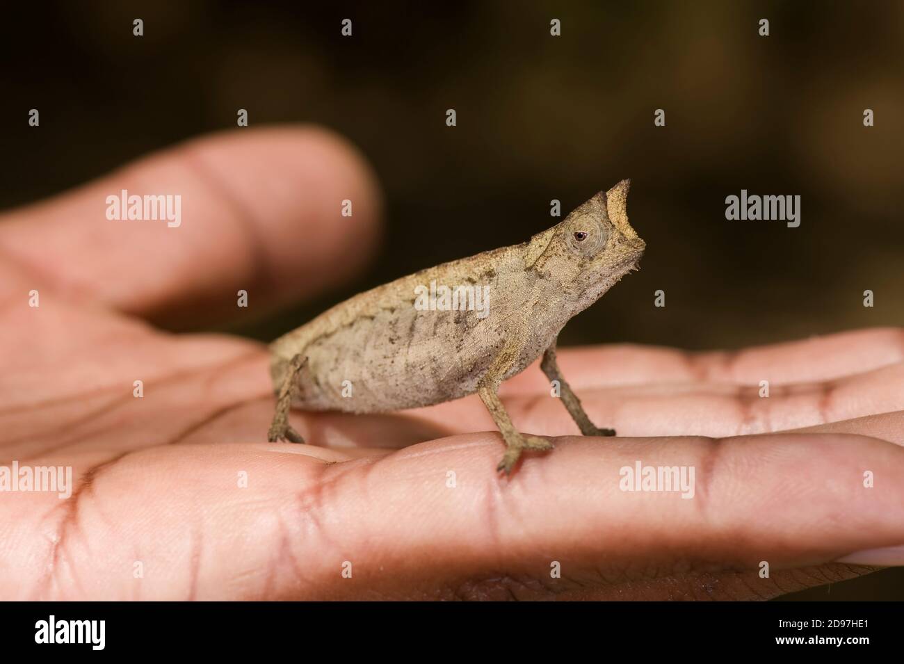 Pygmy Leaf Chameleon (Brookesia minima), Madagaskar Stockfoto