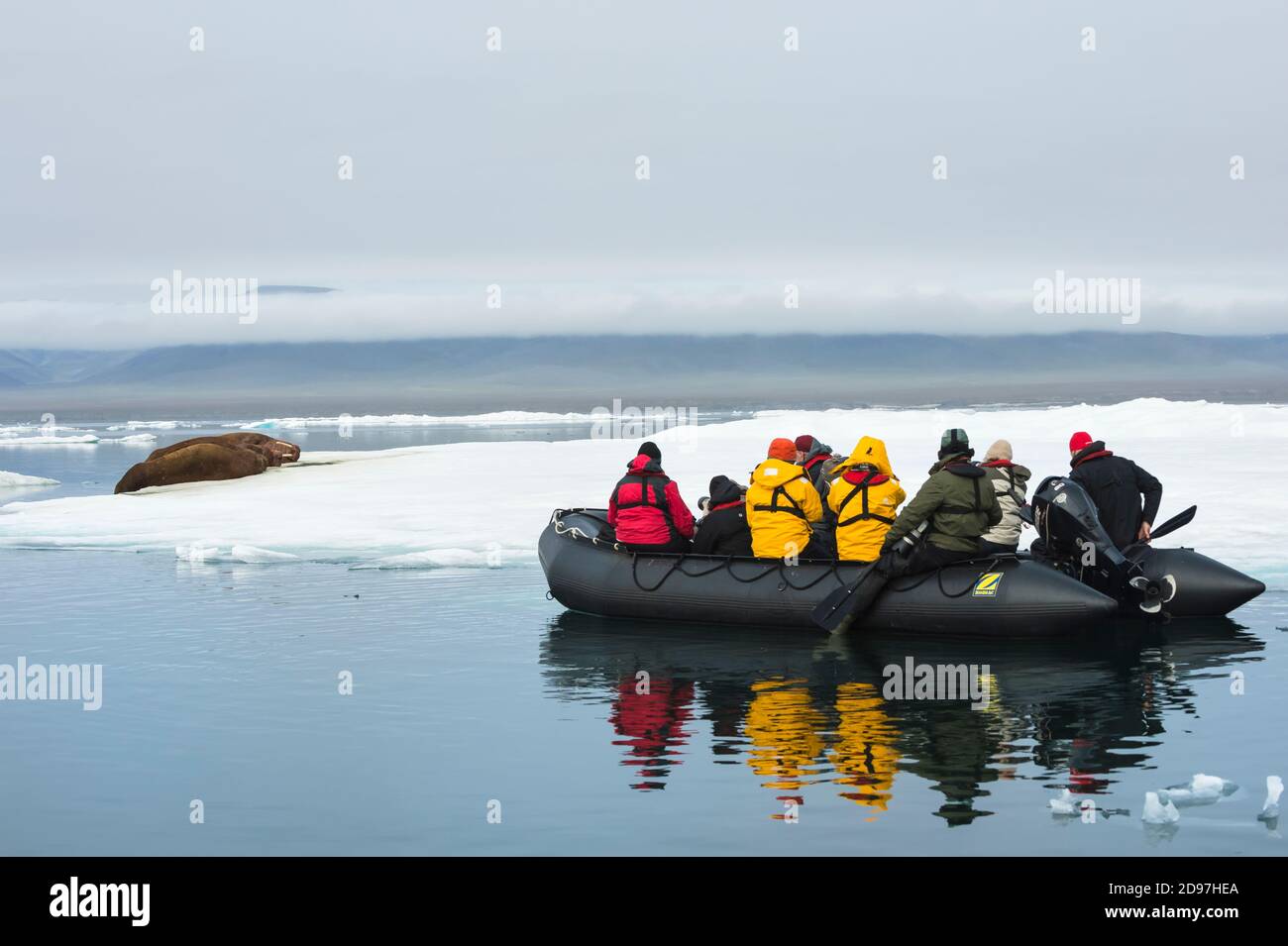 Touristen im Tierkreis beobachten eine Gruppe von Walrus (Odobenus rosmarus), Cape Waring, Wrangel Island, Chucktschi Meer, Tschukotka, Russisch Fernost, UNESCO wo Stockfoto