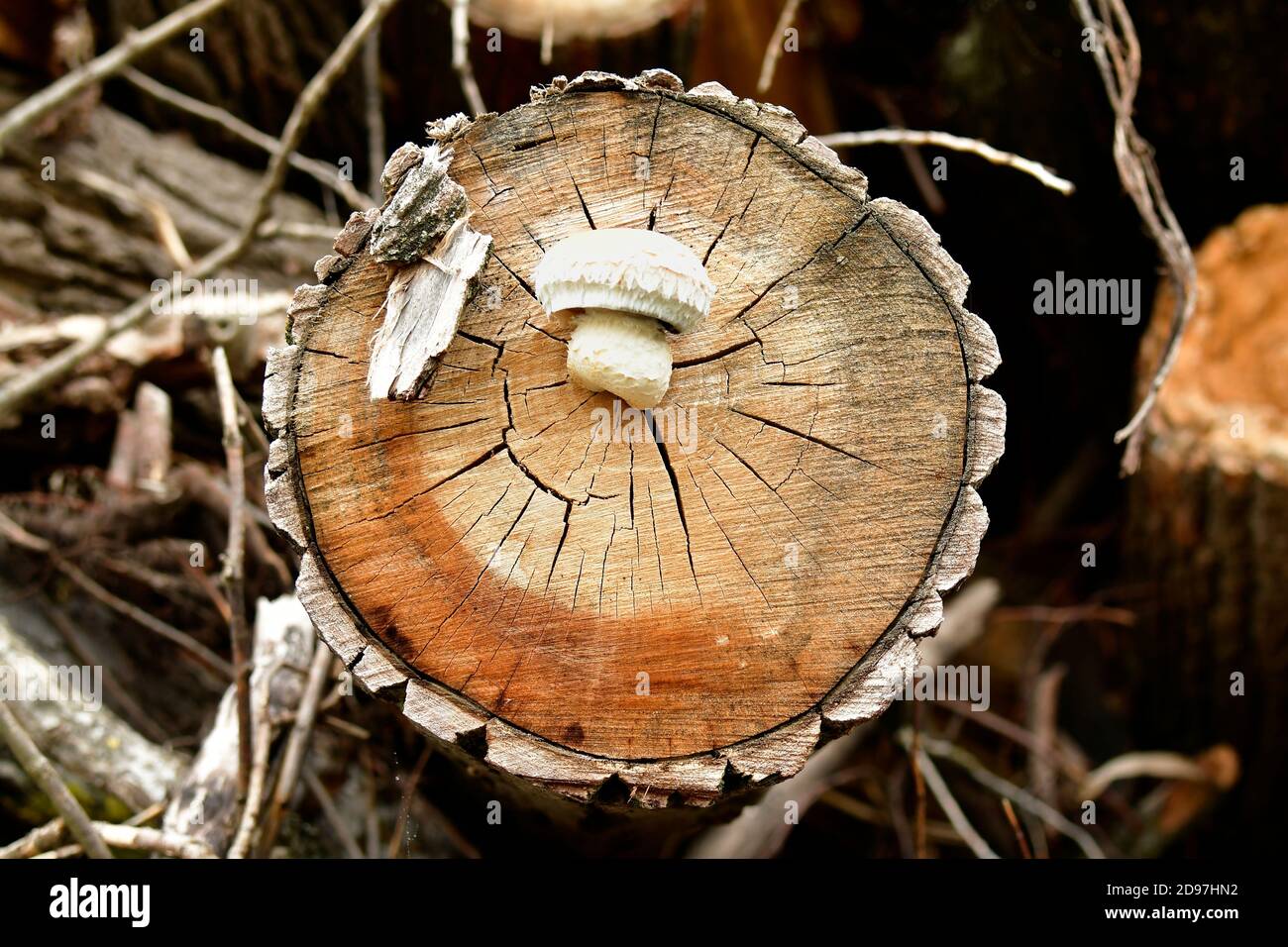 Spärlicher Schaufelpilz, der auf geschnittenen Baumstämmen wächst Stockfoto