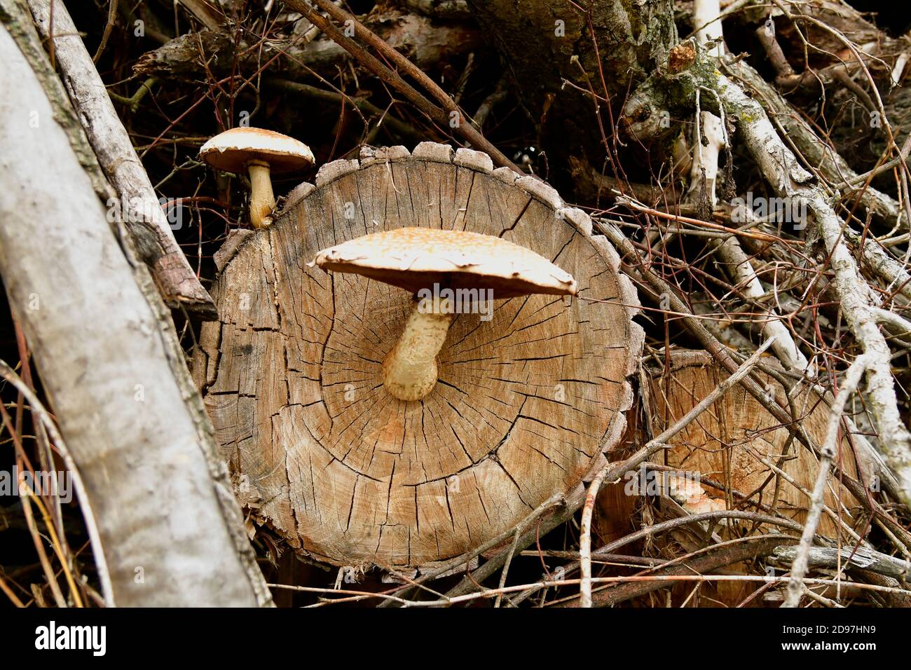 Spärlicher Schaufelpilz, der auf geschnittenen Baumstämmen wächst Stockfoto