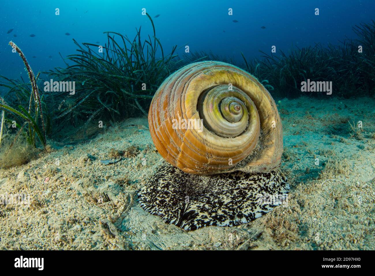 Riesenmuschel (Tonna galea) ist eine Art von Meeresschnecke, eine der größten Schnecken im Mittelmeer, Insel Vis, Kroatien, Adria Stockfoto