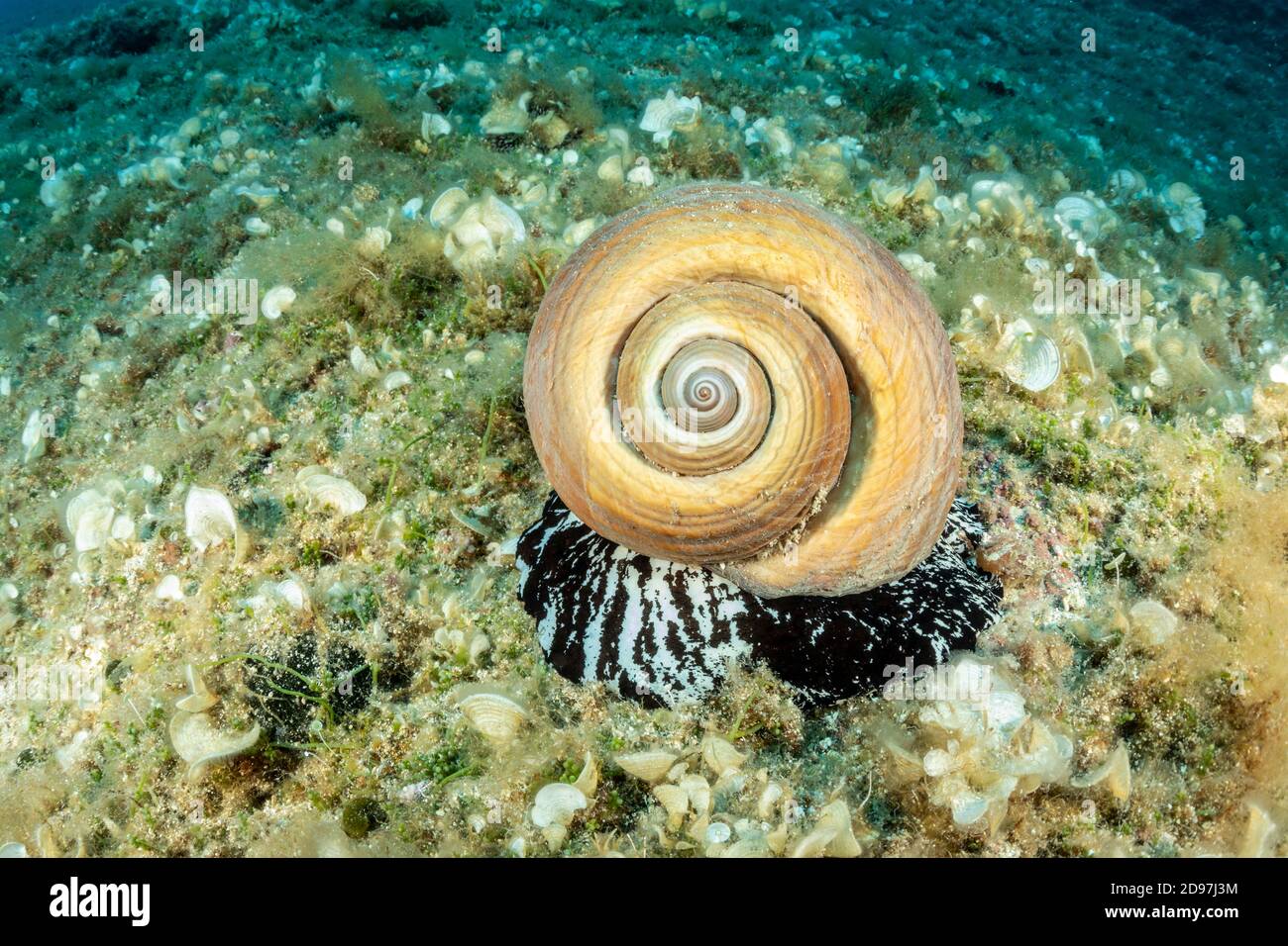 Riesenmuschel (Tonna galea) ist eine Art von Meeresschnecke, eine der größten Schnecken im Mittelmeer, Insel Vis, Kroatien, Adria Stockfoto