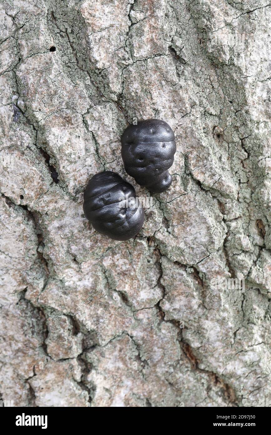 Kohlepilz, Kohlebälle, Königskuchen oder Feuerstartpilz (Daldinia concentricia). Auf der Rinde einer toten Esche (Fraxinus excelsior), Stockfoto