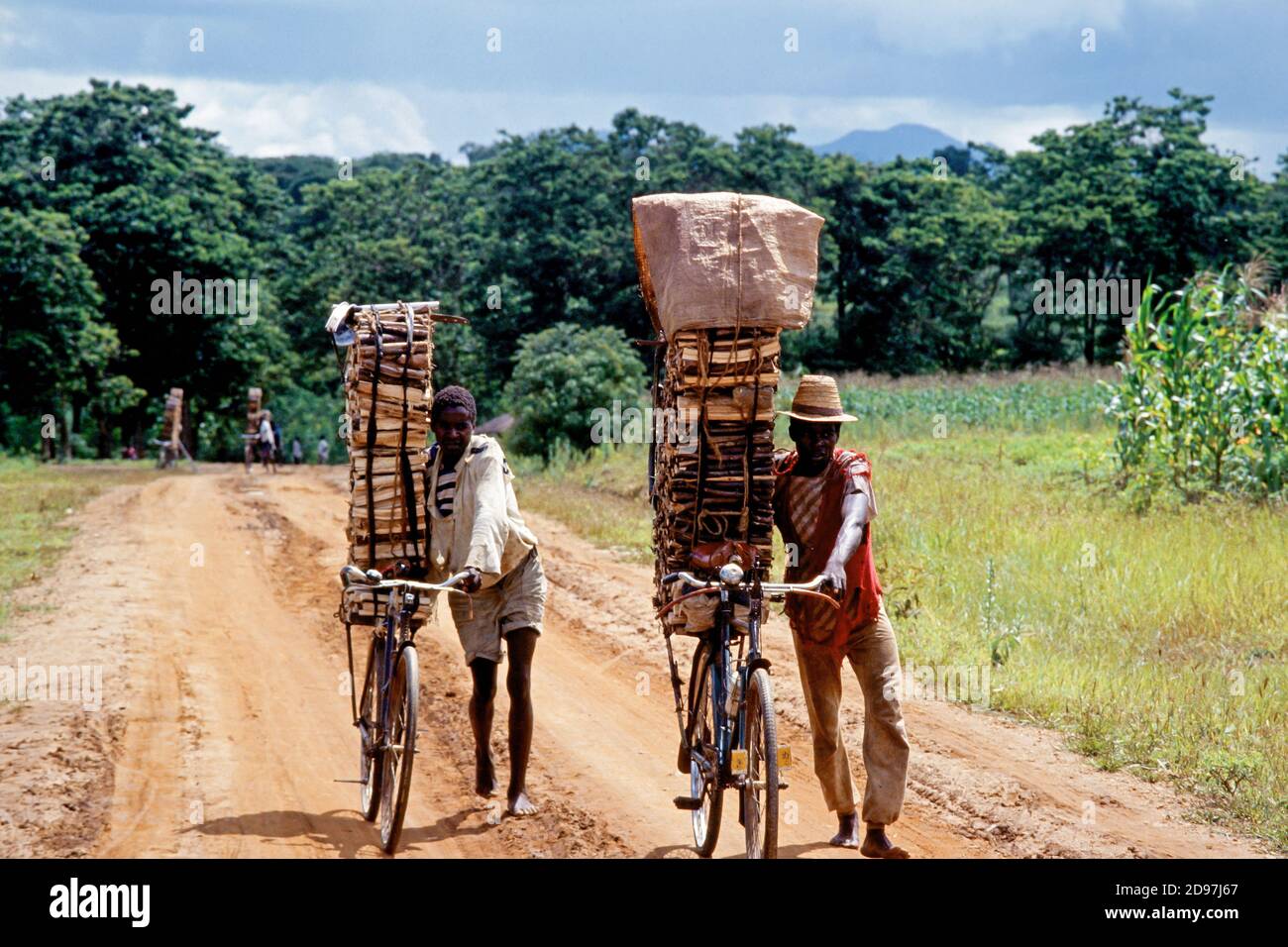 Malawi: Holzhändler schneiden Brennholz und bringen sie mit ihren Fahrrädern zu Märkten in Lilongwe/Malawi Stockfoto