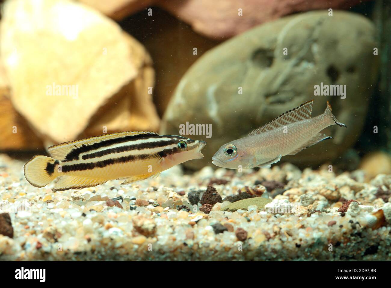 Golden Julie (Julidochromis ornatus) in Einschüchterung Phase gegen (Neolamprologus ornatipinnis) Im Aquarium Stockfoto