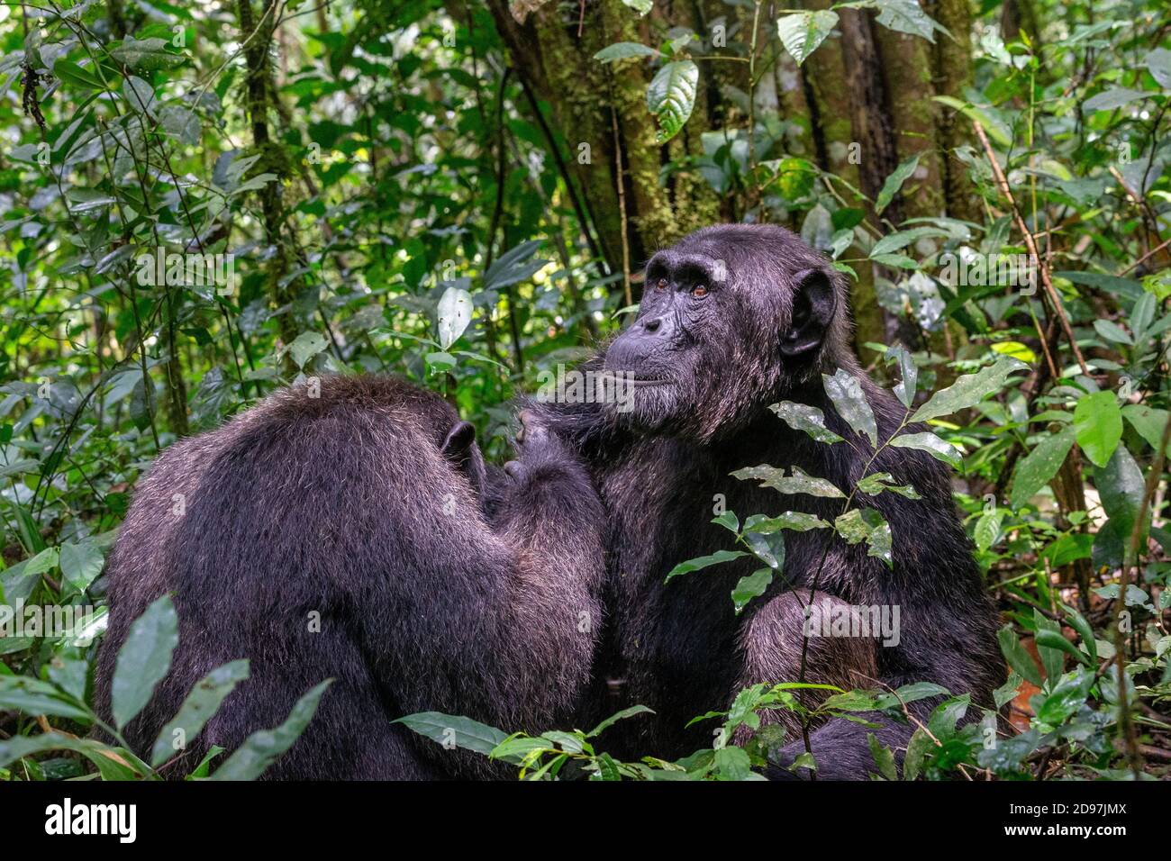 Schimpansen (Pan troglodytes) 2 Männchen, die sich auf dem Boden pflegen, Kibale National Park, Uganda Stockfoto