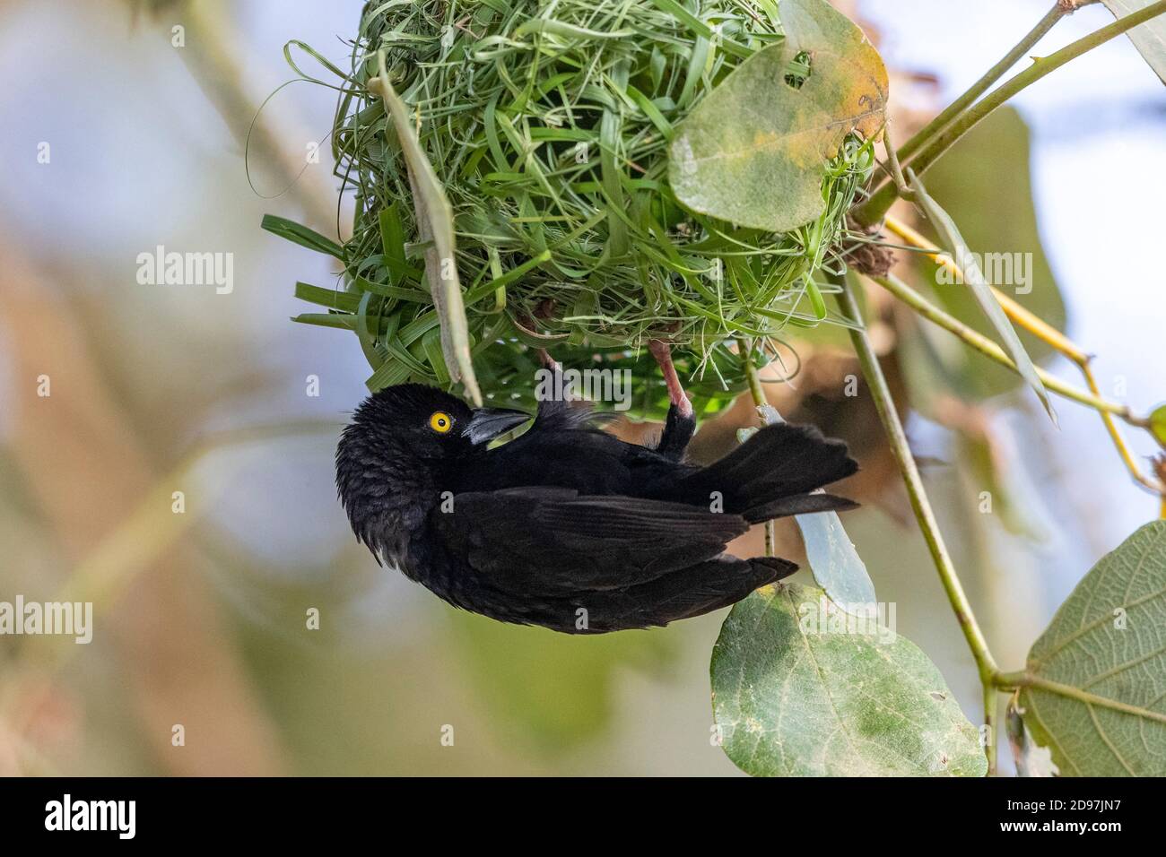 Vieillot's Black Weaver (Ploceus nigerrimus), bauen ein Nest, singen, um ein Weibchen anzuziehen, Mabamba Sumpf, Uganda Stockfoto