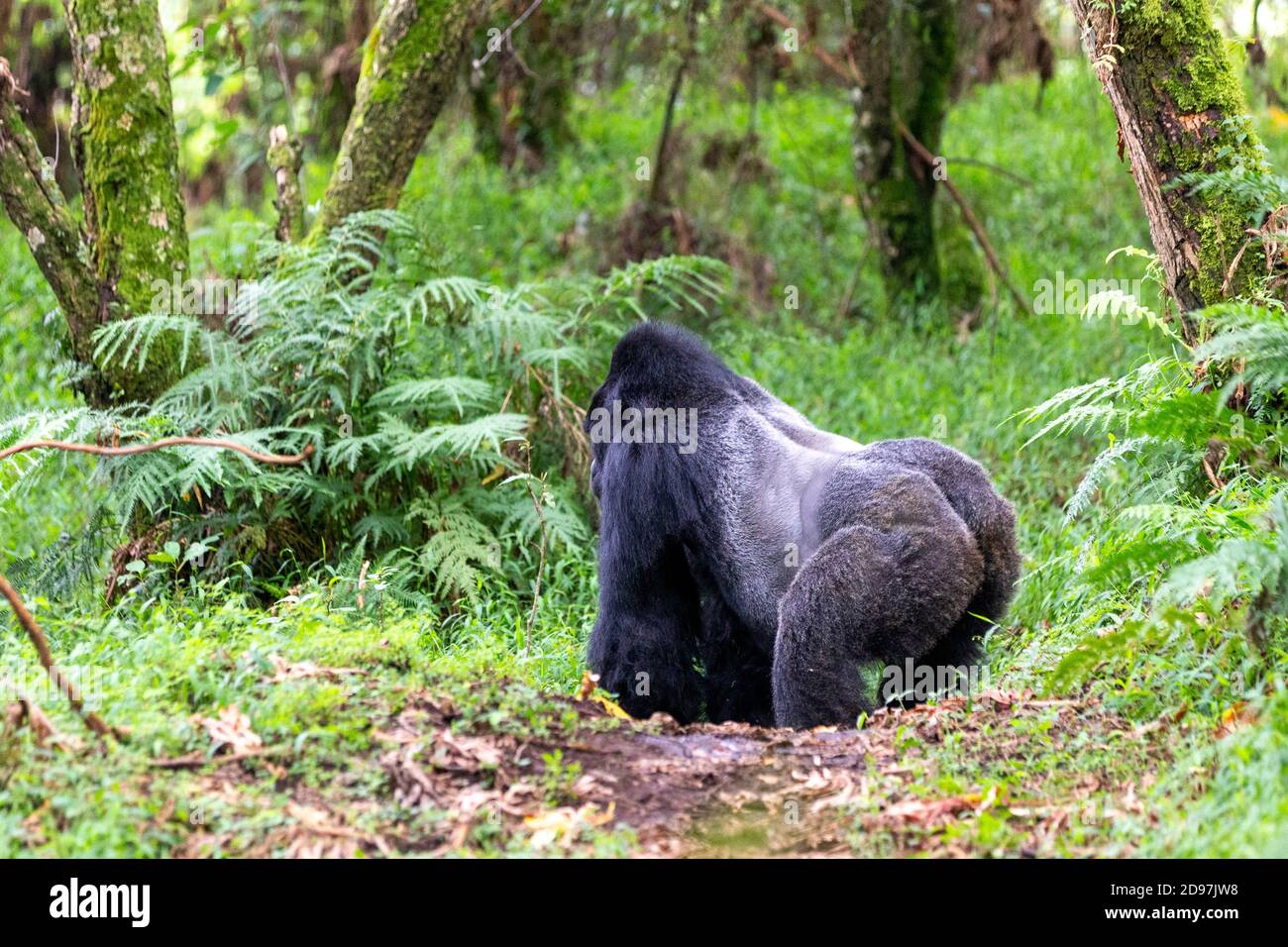 Berggorilla (Gorilla beringei beringei), Männchen mit Silberrücken, dominantes Männchen, Mark, Mgahinga, Uganda Stockfoto