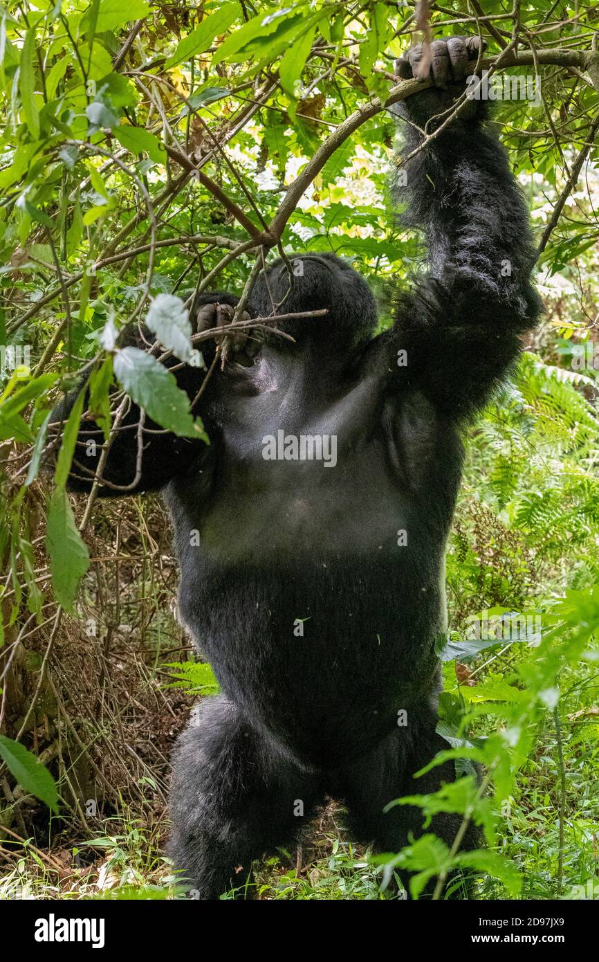 Berggorilla (Gorilla beringei beringei), Männchen mit Silberrücken