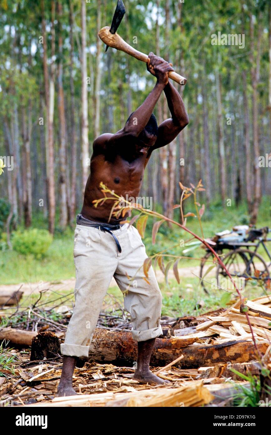 Malawi: Holzhändler schneiden Brennholz und bringen sie zu Märkten in Lilongwe/Malawi Stockfoto
