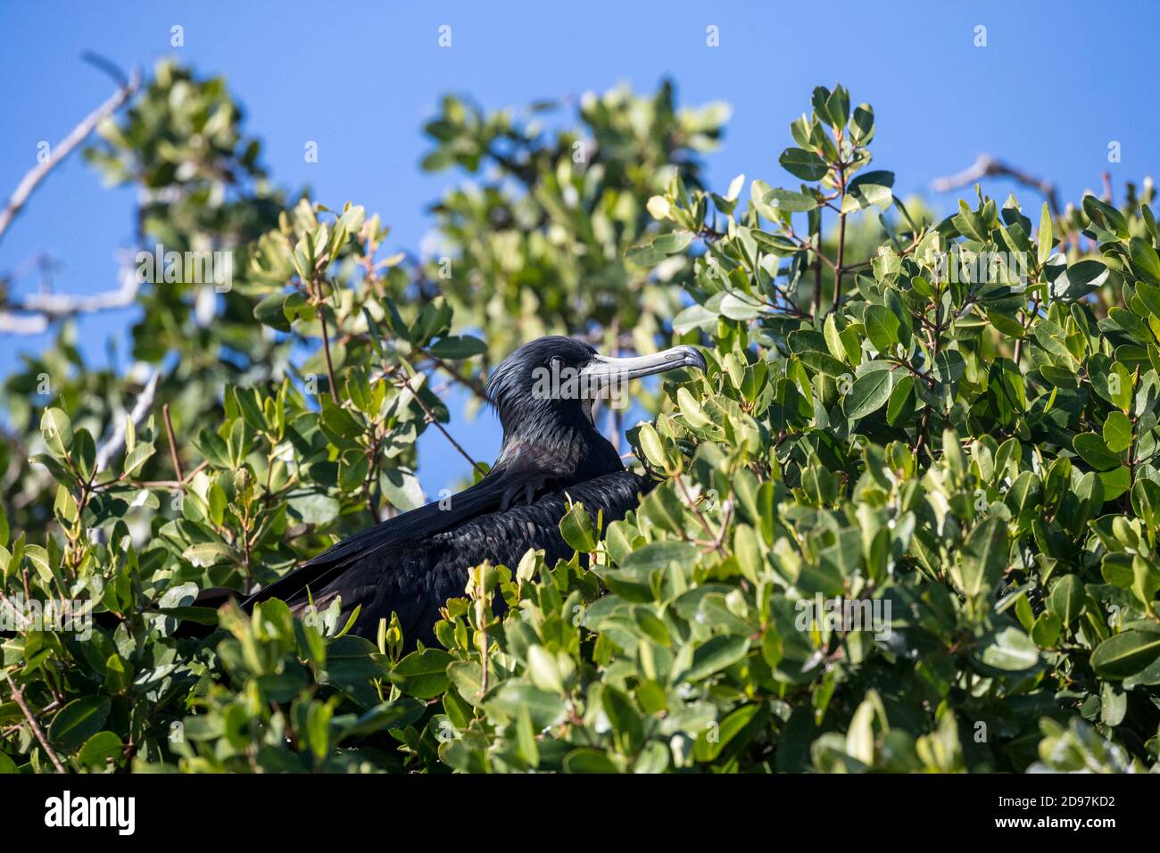 Männlicher prächtiger Fregattvogel (Fregata magnificens), östlicher Pazifischer Ozean, Bahia Magdalena, Baja California, Mexiko Stockfoto