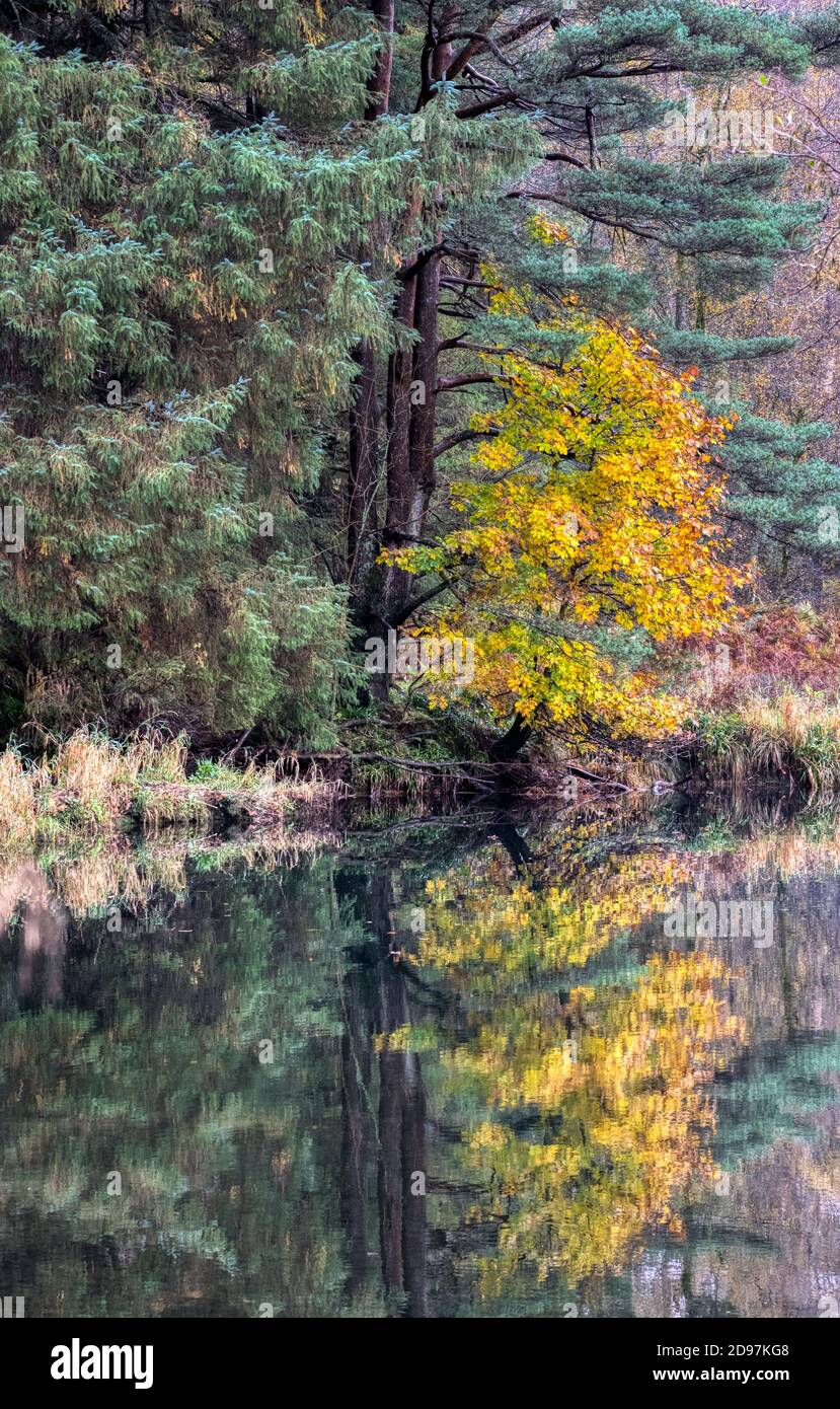 Autumn Reflections Elterwater Großbritannien Stockfoto