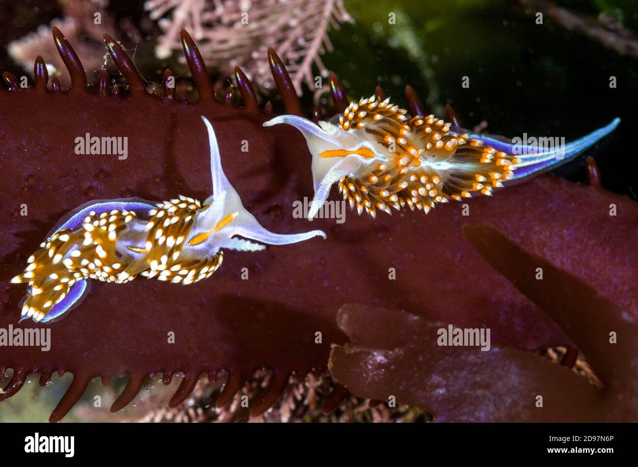 Opalescent Nudibranch, Hermissenda crassicornis, Santa Barbara County, Kalifornien Stockfoto