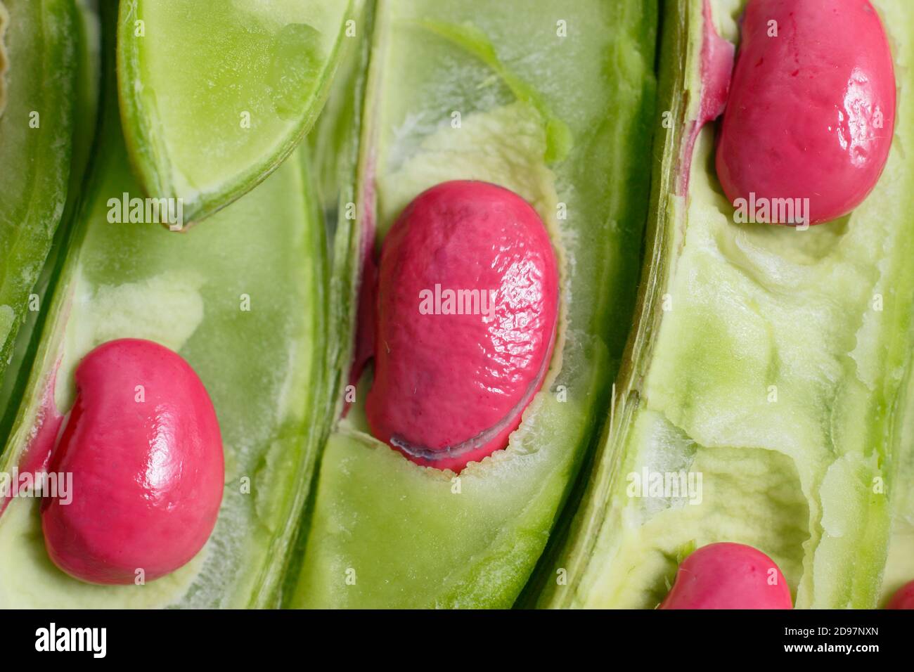 Phaseolus coccineus. Runner Bohnenschoten aufgeschnitten, um Samen zu offenbaren. Stockfoto