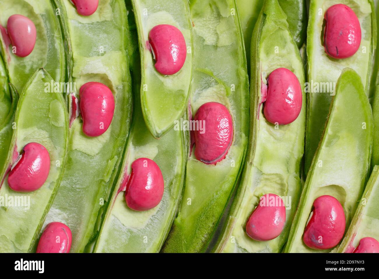 Phaseolus coccineus. Runner Bohnenschoten aufgeschnitten, um Samen zu offenbaren. Stockfoto