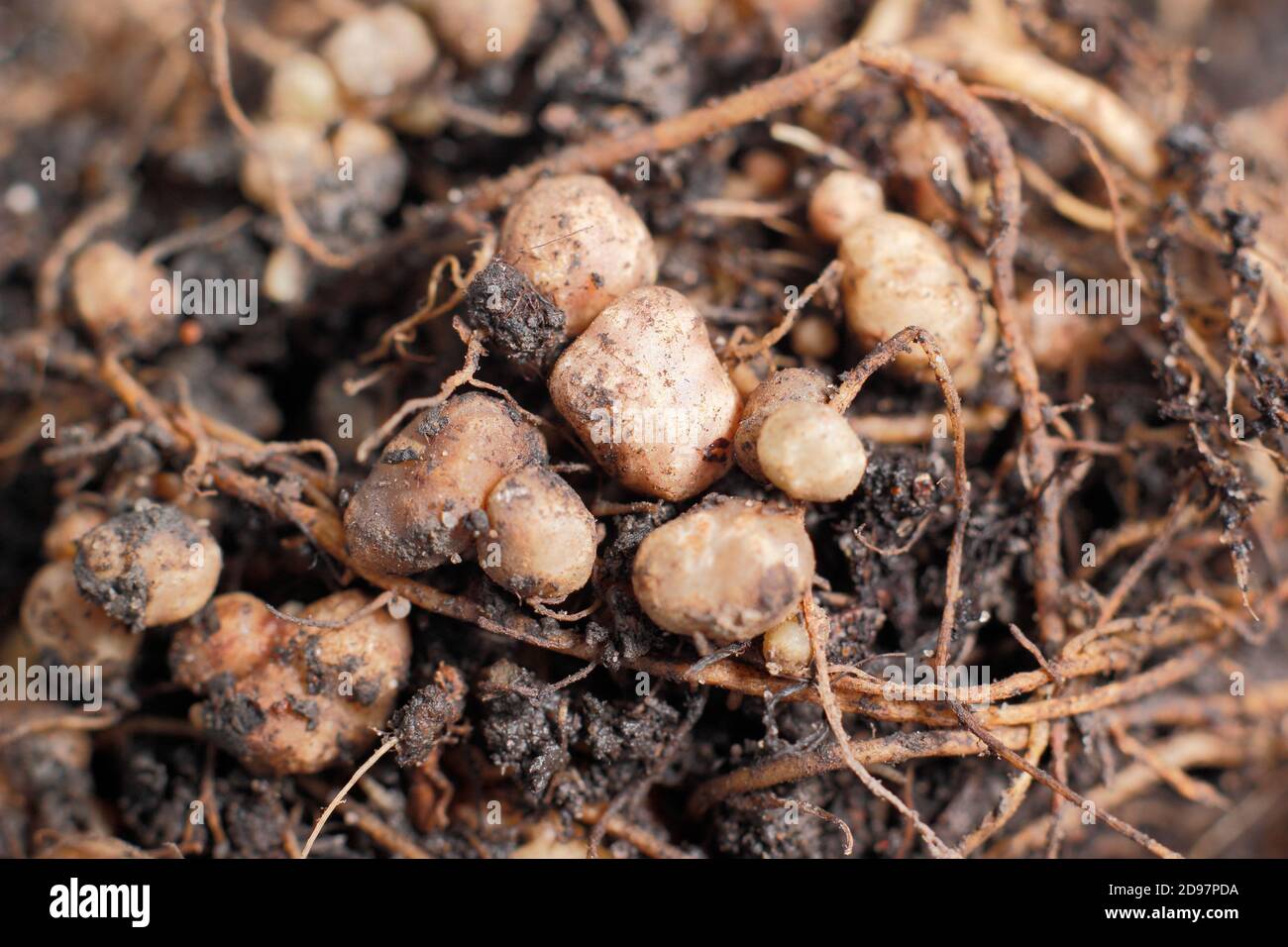 Stickstoff fixierenden Knötchen im Wurzelsystem einer Läuferbohnenpflanze entwickelt in symbiotischer Beziehung mit Bodenbakterien, Rhizobie. Stockfoto