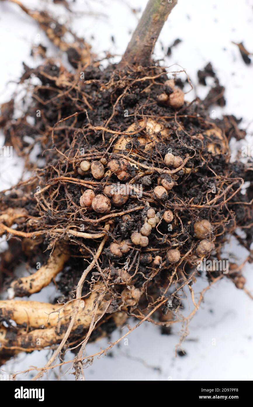 Stickstoff fixierenden Knötchen im Wurzelsystem einer Läuferbohnenpflanze entwickelt in symbiotischer Beziehung mit Bodenbakterien, Rhizobie. Stockfoto