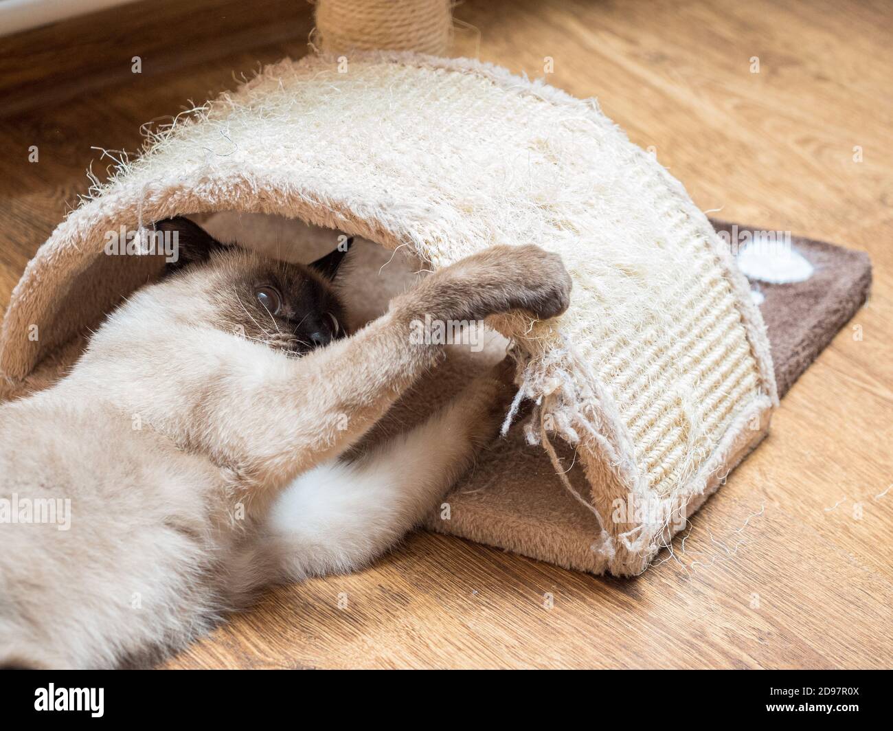 Siamkatze spielt in der Nähe Sisal Katze kratzen zu Hause Stockfoto