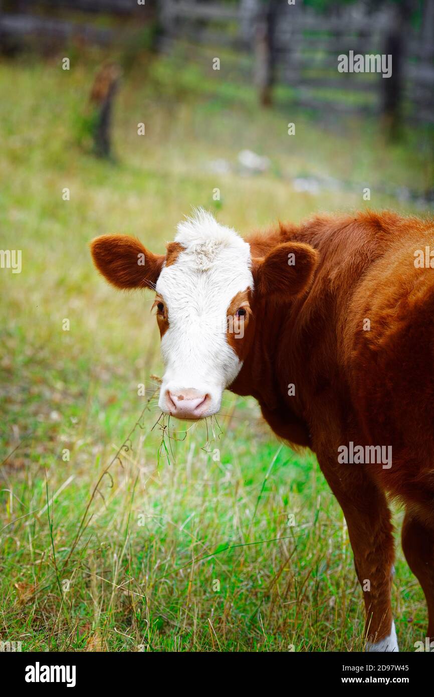 Ein junges rotes Kalb steht auf einer grünen Wiese. Viehzucht auf dem Bauernhof Stockfoto