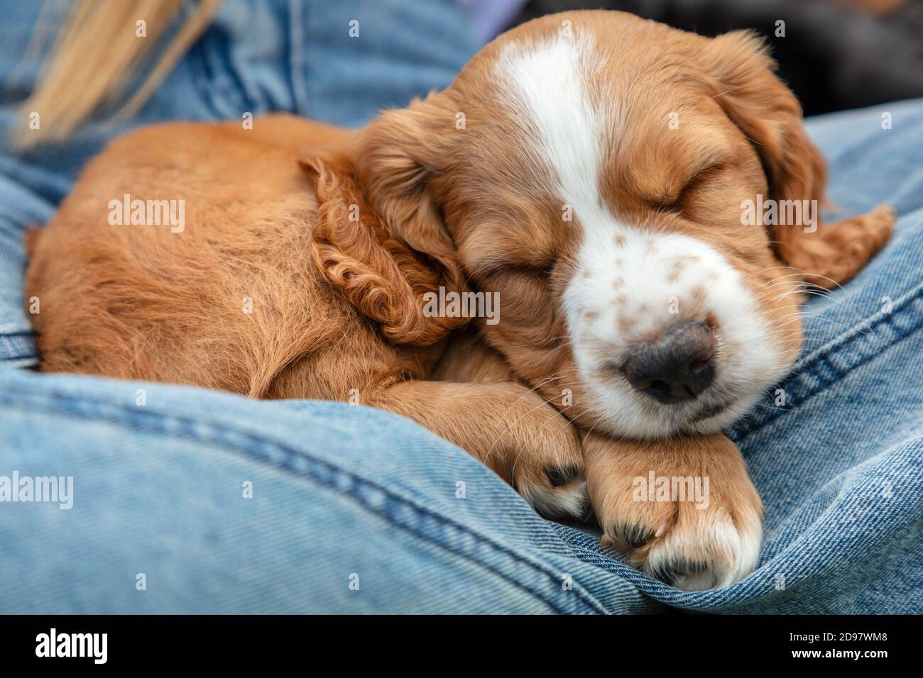 Cute hellbraun Spaniel Welpe Hund schlafen auf dem Schoß einer Person trägt blaue Jeans Stockfoto