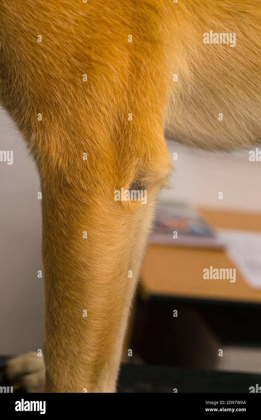 Hornhautpyoderma des Ellenbogens bei einem zweijährigen Hund. Obwohl der Hund weiche Bettwäsche hatte, entschied er sich, Zeit auf einer Metall-Feuerflucht während des zu verbringen Stockfoto