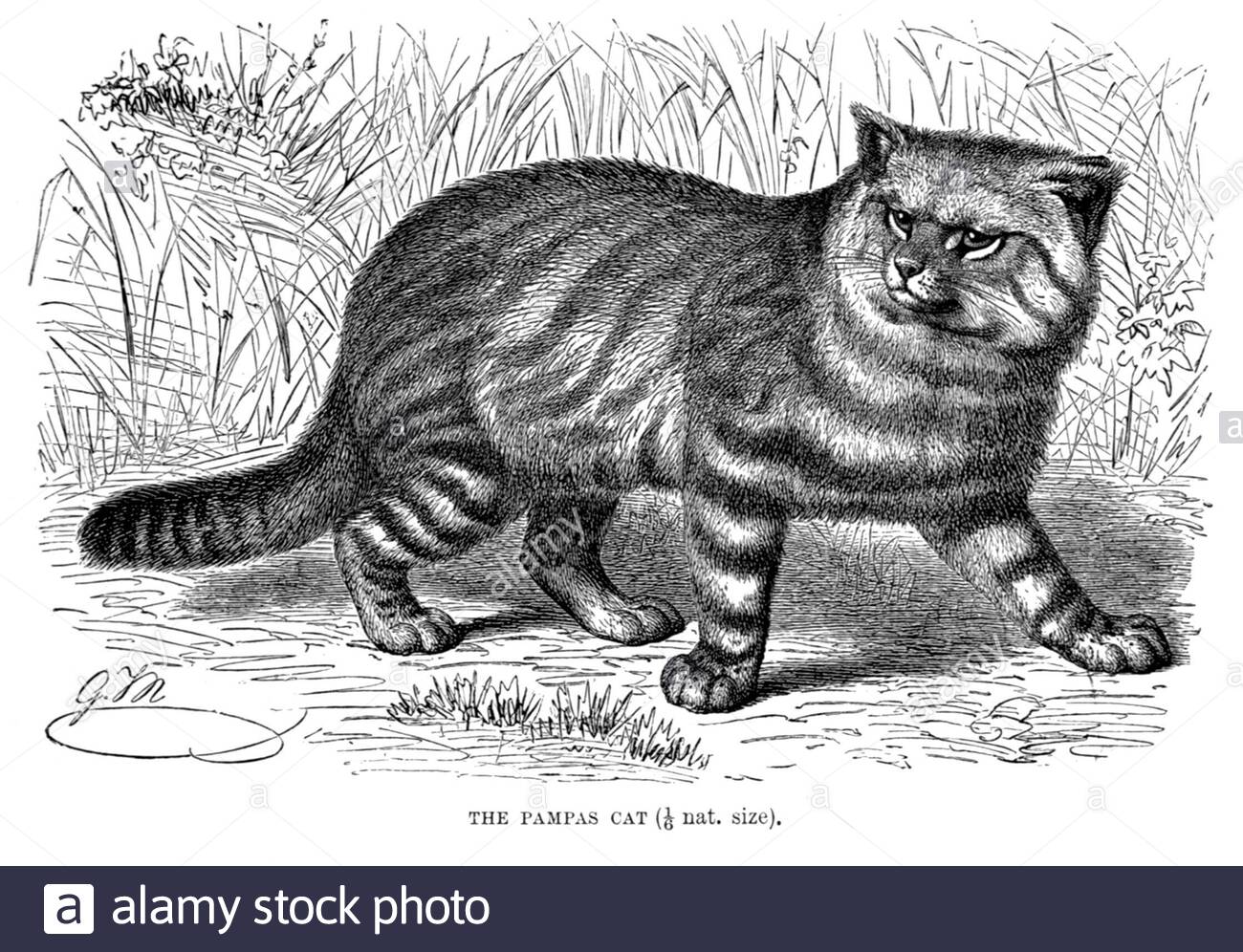 Pampas Katze, Vintage Illustration von 1893 Stockfoto