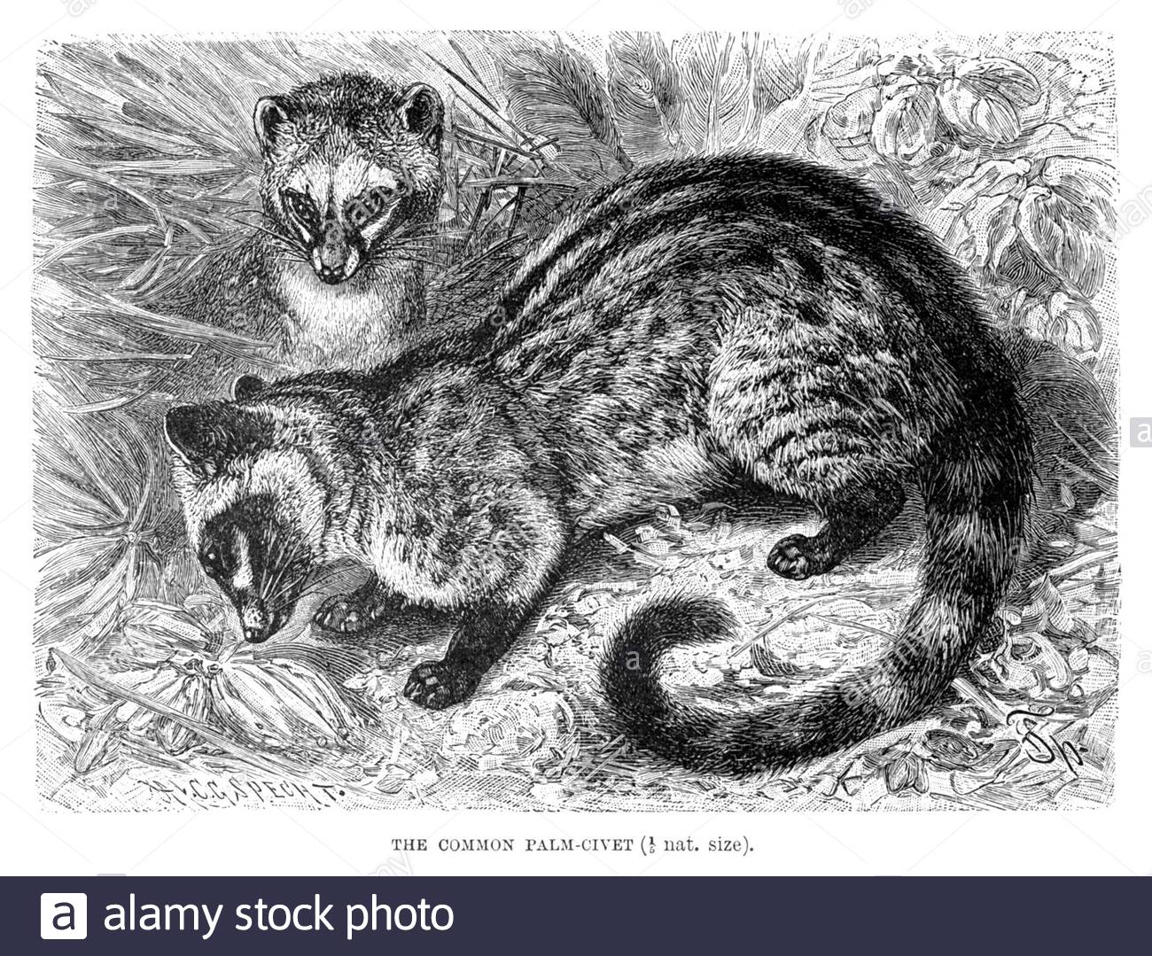 Gemeiner Palmcivet, Vintage Illustration von 1893 Stockfoto