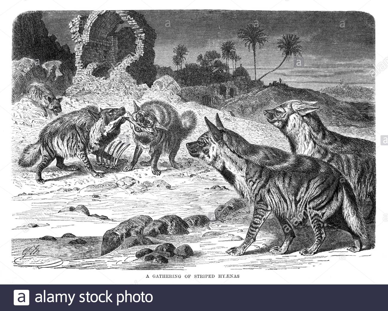 Gestreifte Hyena, Vintage Illustration von 1893 Stockfoto