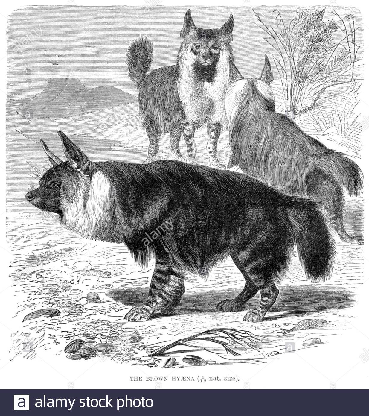 Braune Hyena, Vintage Illustration von 1893 Stockfoto