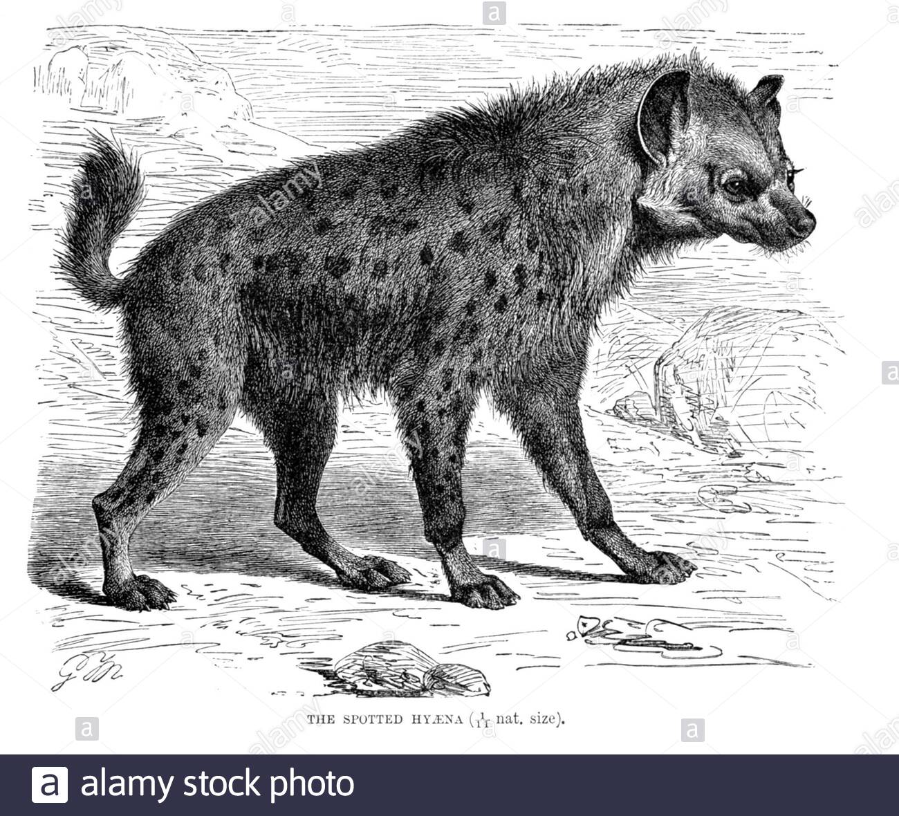 Getupftes Hyena, Vintage Illustration von 1893 Stockfoto