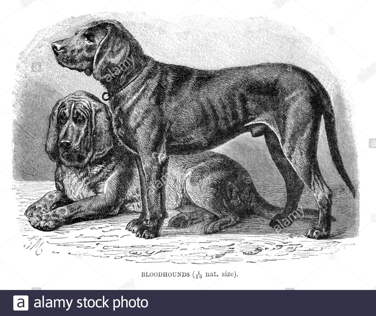 Bluthunde, Vintage Illustration von 1893 Stockfoto