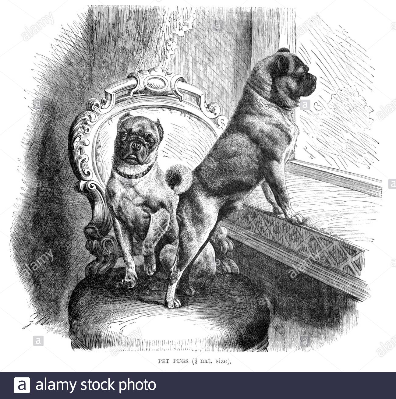 Pug Terrier Dog, Vintage Illustration von 1893 Stockfoto