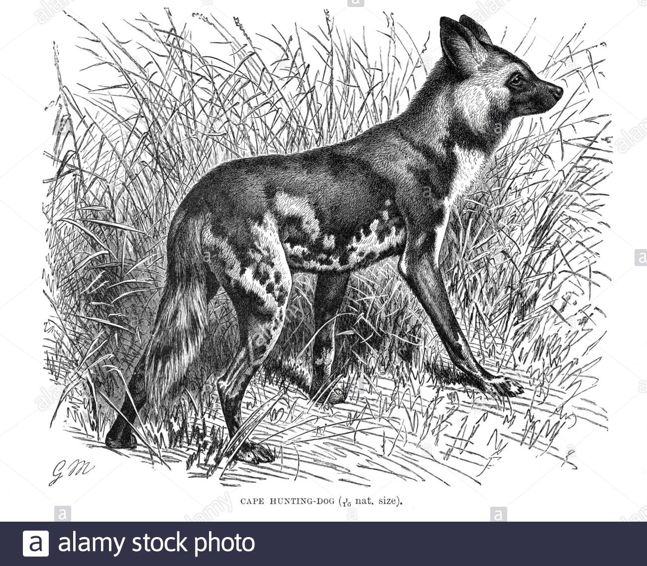 African Cape Hunting Dog, Vintage Illustration von 1893 Stockfoto