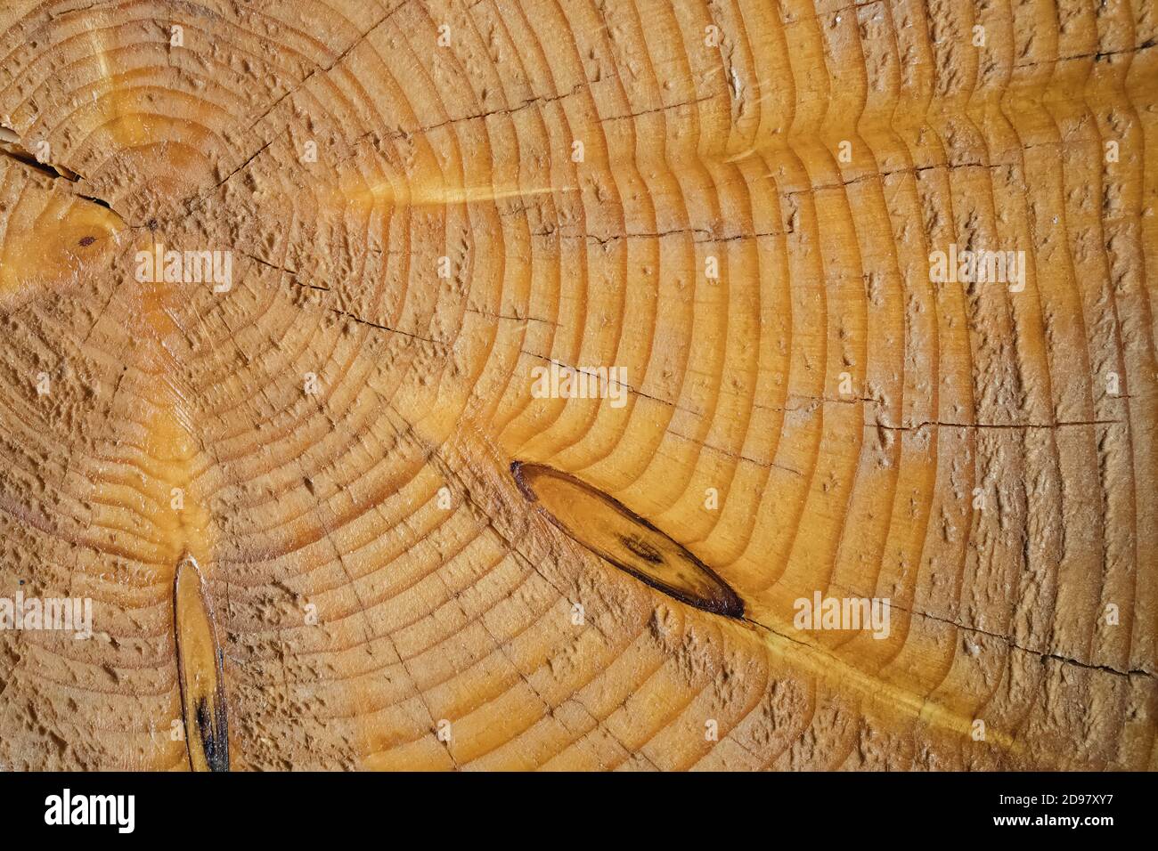 Textur des geschnittenen Baumstammes, Nahaufnahme. Stockfoto