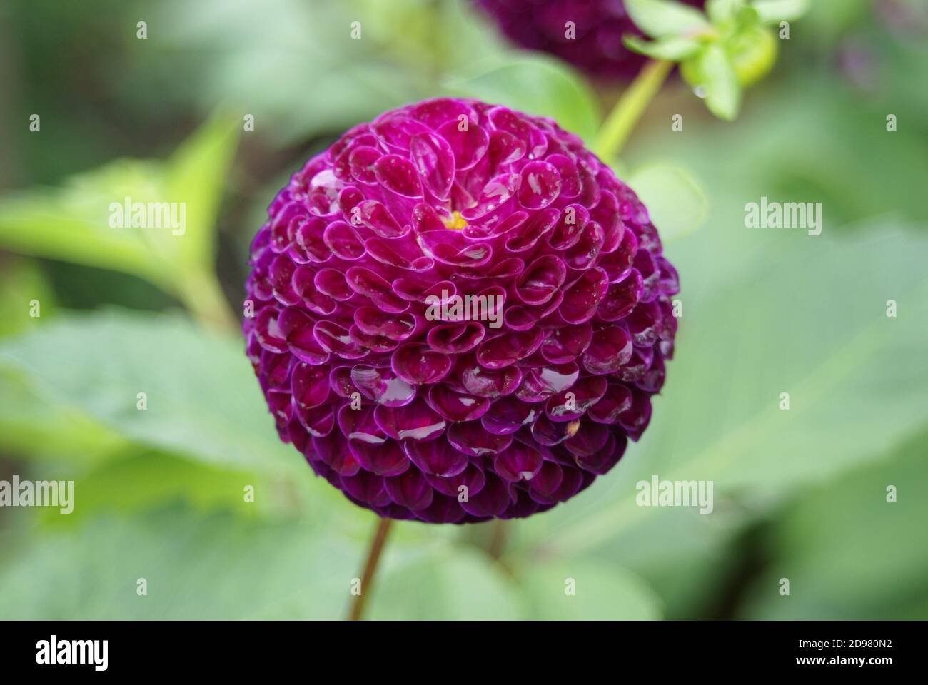 Dahlia „Aurwen’s Violet“ Stockfoto