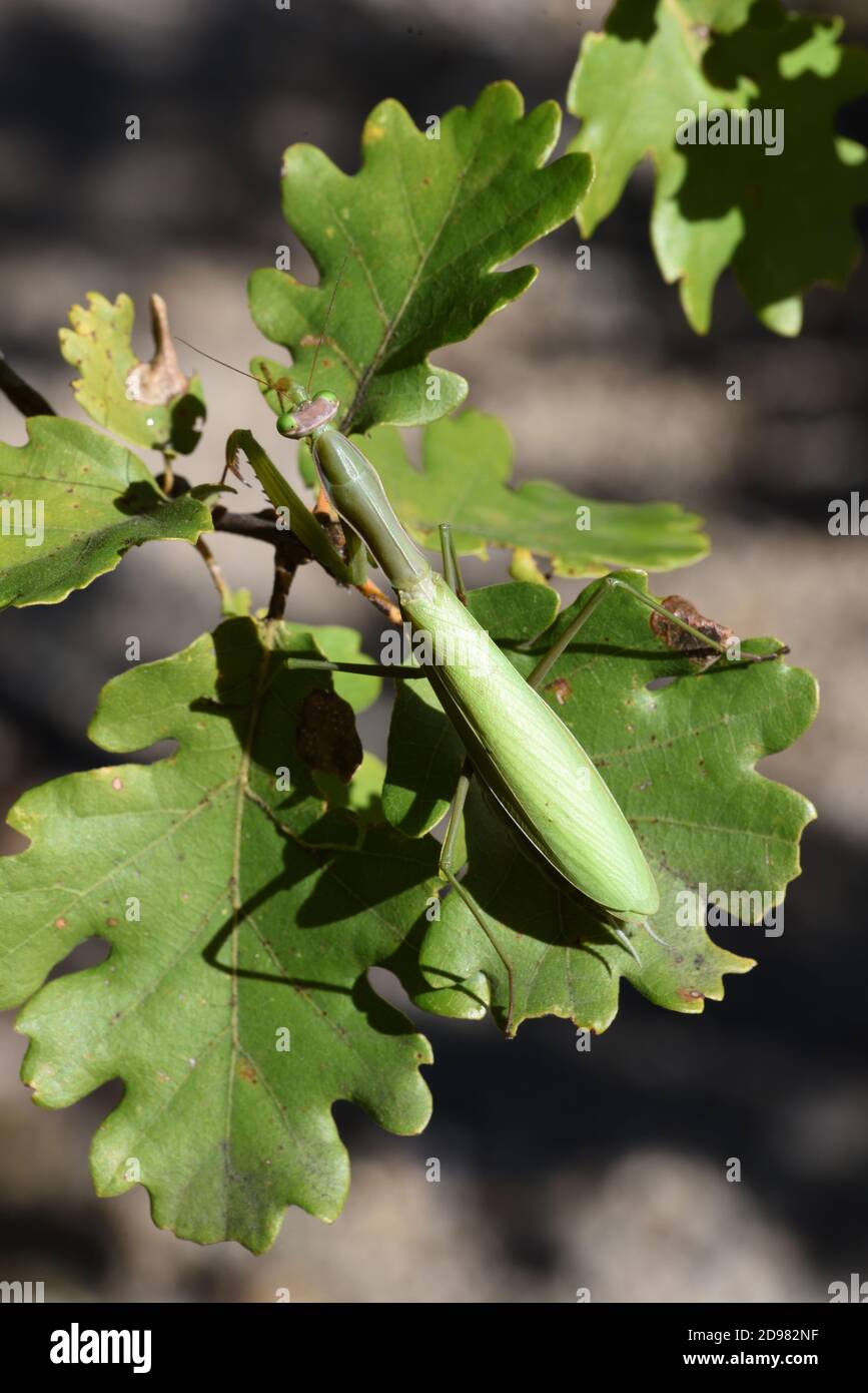 Grüne Gottesanbeterin, Gottesanbeterin, Gottesanbeterin, getarnt zwischen Blättern der Gemeinen Eiche, Quercus robur Stockfoto