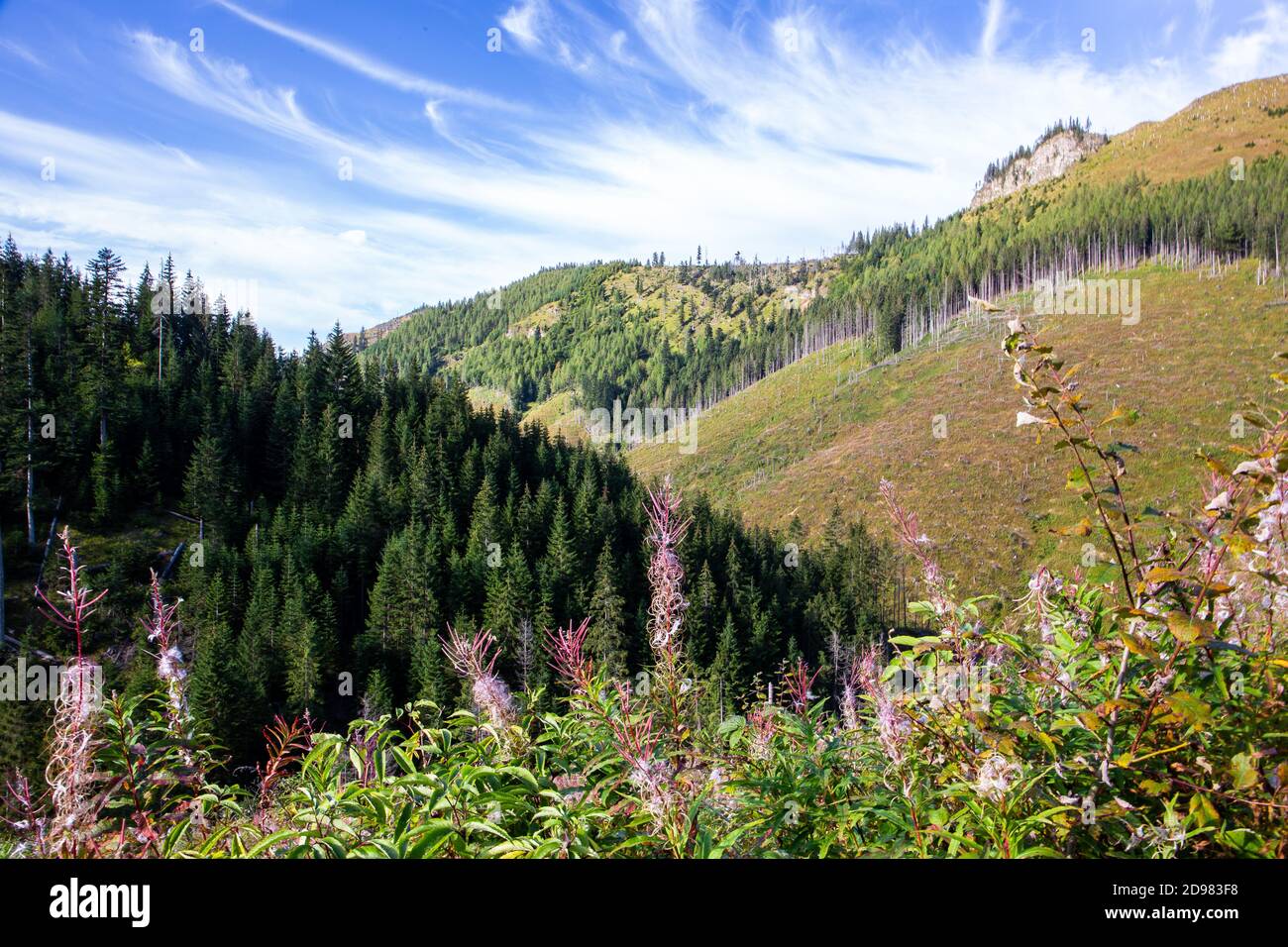 Rosa Feuerkraut (Chamaenerion angustifolium) blüht im Lejowa-Tal in der Tatra, mit Nadelwäldern, Pinien und Wiesen. Stockfoto