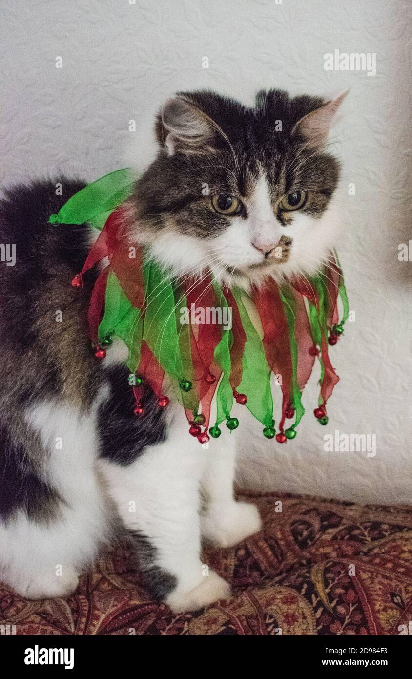 Hübsche Schildkrötenmuschelkatze zu Weihnachten Stockfoto